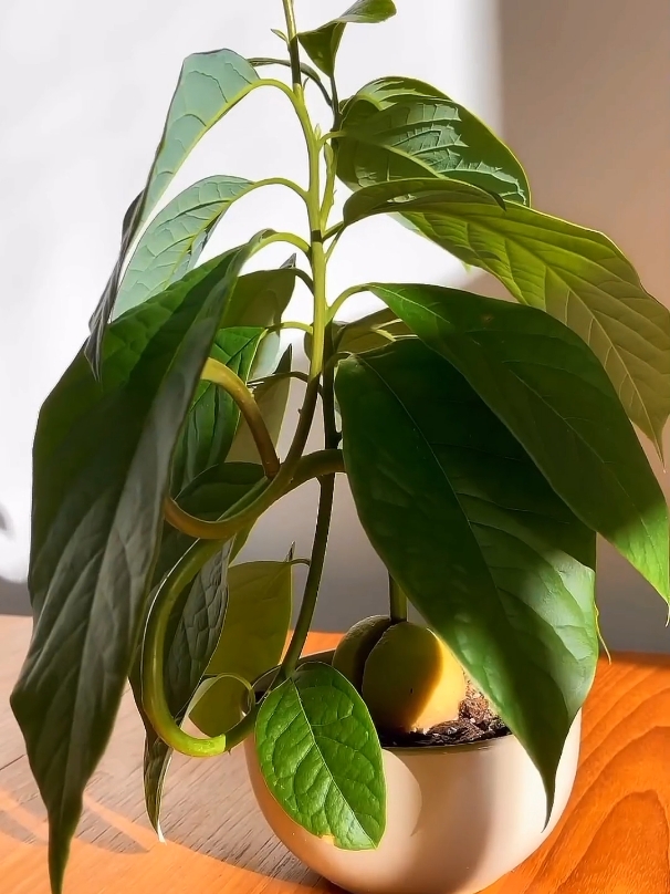 Avocardo plant grow from Avocardo fruit at home  #Avocardo #pantart #timelapse #Gardeningpro #foryou #foryoupage #growmyaccount #unfreezemyaccount 