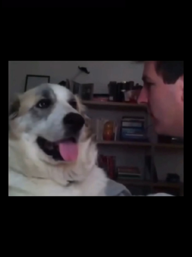 Il tuo cane morde? No lui... 👋 #memevideos #clip #video #funnyvideos #scene #humor #comico #crazy #divertente #pazzo #fantastic #epicfail #meme #ridere #laugh #fail #ig #dog #pets #animals #cute #mordere #epic #viral #share 