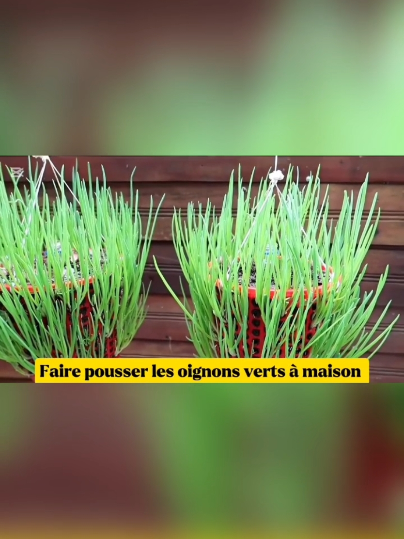 Cultivez vos propres oignons verts : Simple, économique et écologique ! #DIY #JardinageMaison #CultiverChezSoi #PlantasEnCasa #GrowYourOwn #OignonsVerts #CebollasVerdes #OrtoACasa #GärtnernZuHause #ZelenjavaDoma #EcoFriendly #Economique #Sostenibile #Nachhaltig #BalconyGarden #CultivoFácil 