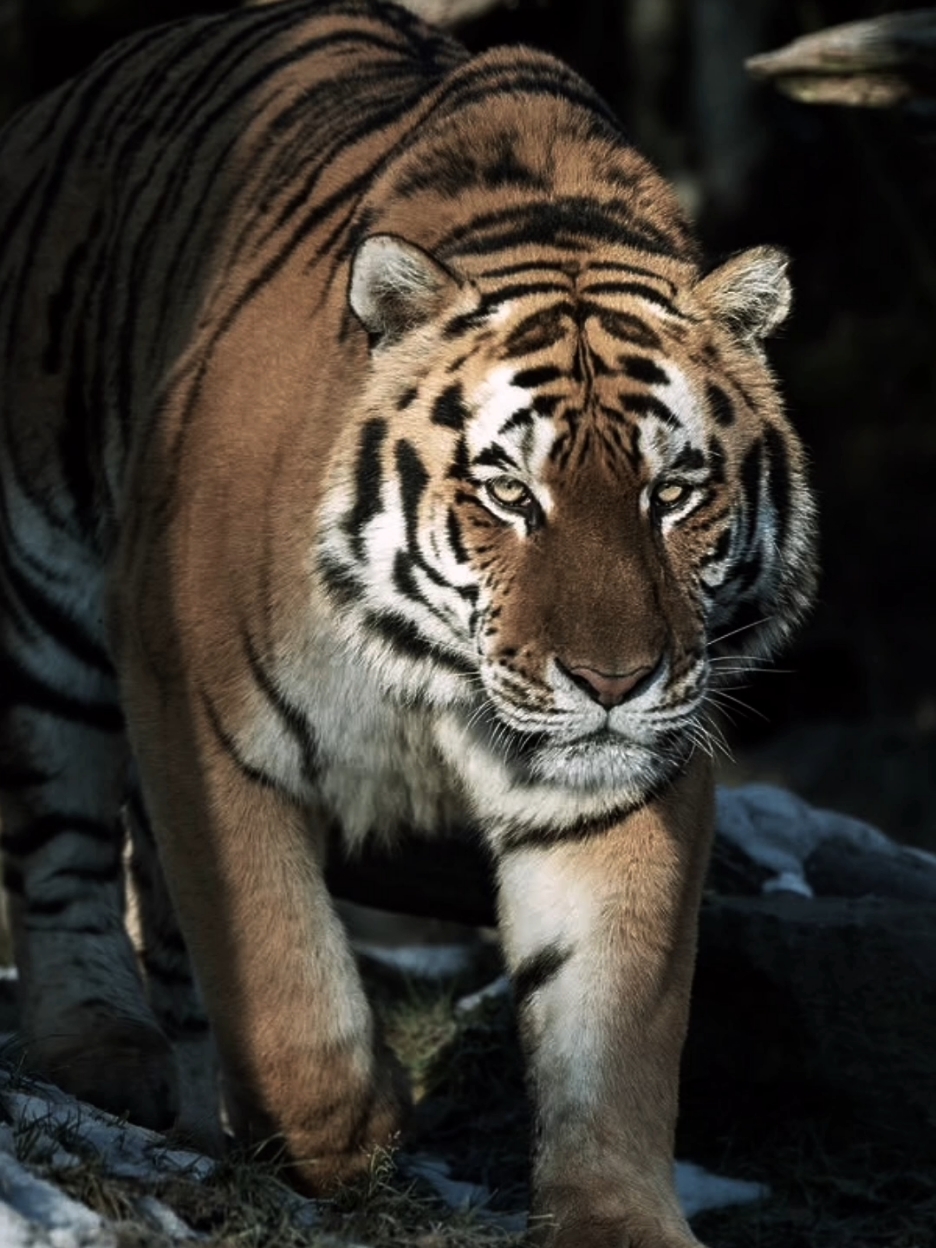 Harimau siberia (bahasa Latin: Panthera tigris altaica) adalah subspesies harimau yang habitatnya berada di wilayah Rusia dan berstatus dilindungi. Harimau siberia dianggap sebagai subspesies terbesar dari enam subspesies harimau. Harimau siberia adalah hewan yang terancam punah. Kebanyakan hidup di sebuah wilayah kecil di sebelah selatan Timur Jauh Rusia (kawasan Amur-Ussuri di Primorye dan Khabarovsk sebuah tempat harimau siberia dan macan tutul amur sedang dilindungi). #harimausiberia #tiger #fyp 