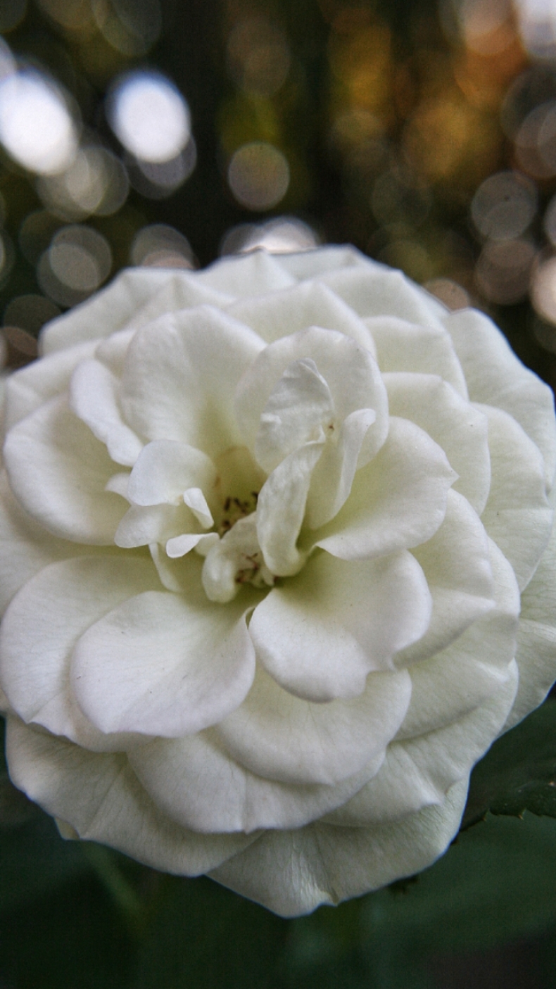 Sempre circondata dai fiori...🤍 un barlume di serenità nonostante tutto #rose #flower #whiteflower #tiktokflowers #tiktokphotography  #flowersphotography 