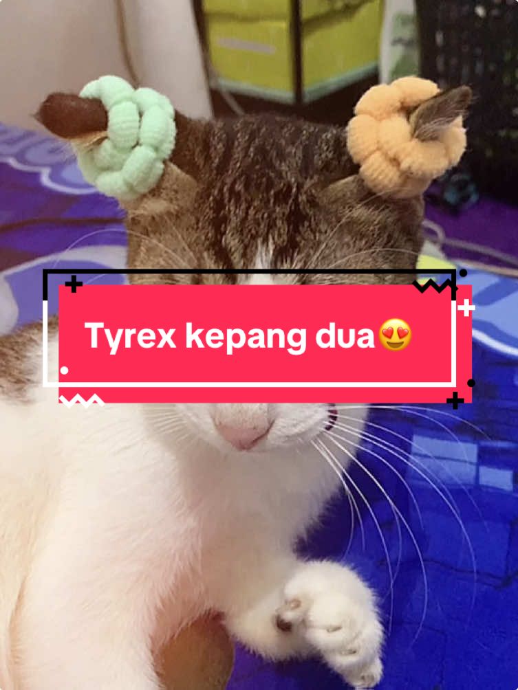 😍#fypシ゚ #kucingtiktok #kucinglucu #kucingkampungkeren🐈😘  #CapCut 