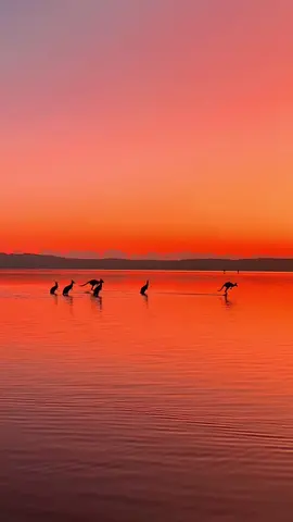 A beautiful view. #nature #wildlife #animals #tik #facebook #tiktok #short #clip #share #pfypシ #pfy #view #seashore #sky 