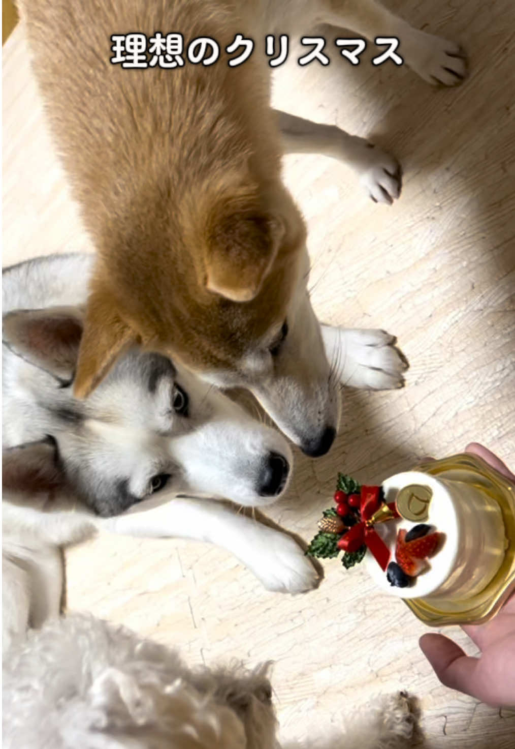 メリークリスマスでした #シベリアンハスキー #siberianhusky #husky #もうシベリアには帰れないハスキー #ボスプー #柴犬 