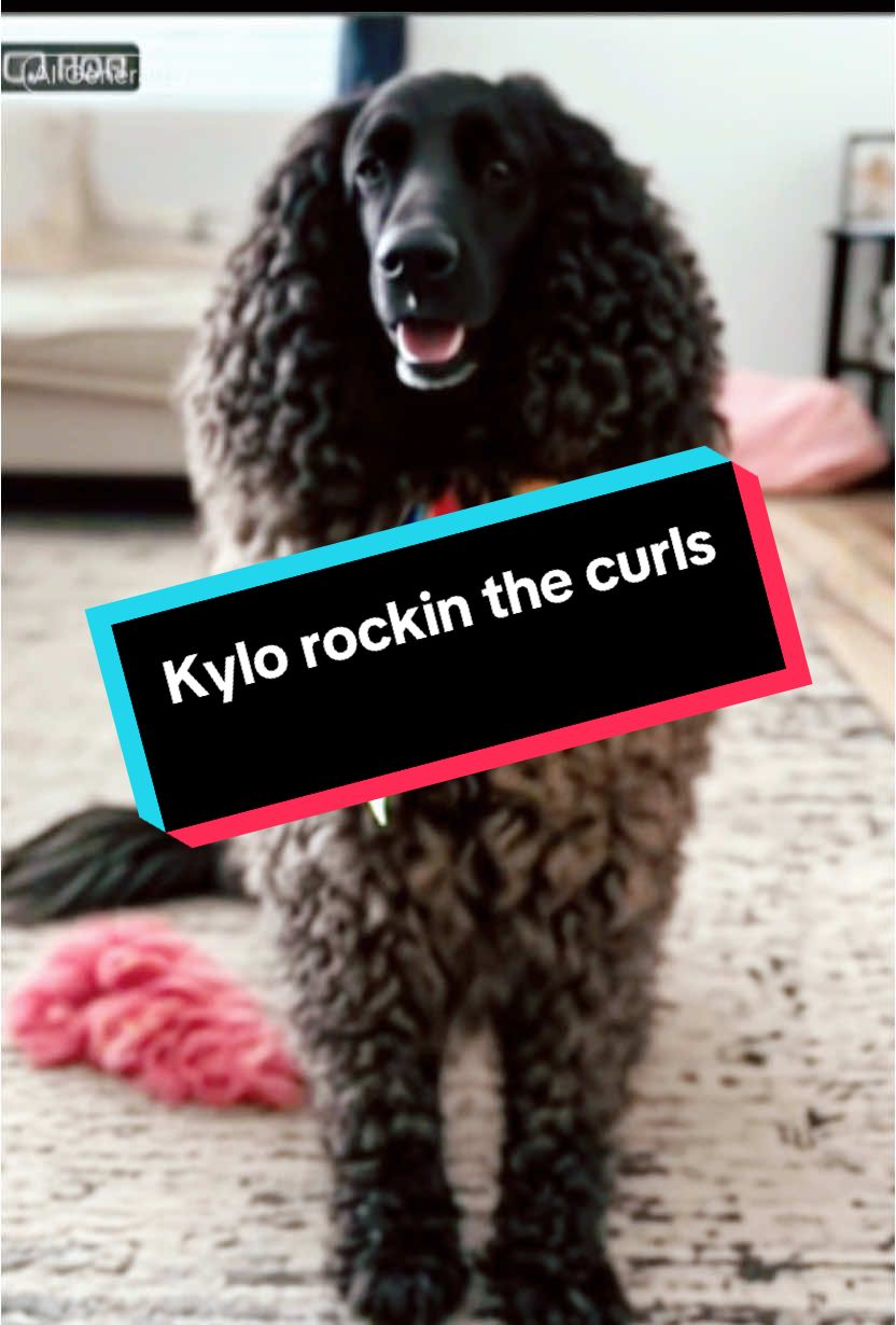 Kylo rockin the Bob Ross curls with his outfit for today! Come get your curls on too @Punkin and Snickers @Rocket the Wienerdog @Kiki Stephens @Buduardo @Chubb The Frenchy @❤️🐾Sasha&Karma🐾❤️ @Gracie Anna & Honey Bun My 🌎 @BlueDogsYellowHorses @Concerned_Kitty @Mack.in.the.Box @Crystle Honey & Justice @Boo👻 @Bosley The Corgi @AjoiningJourneys @A cat life @Goodest Girl Sadie #permai #curlyhair #bobrosshair #outfitfortoday #dogoutfit #dogs #dogsoftiktok #PetsOfTikTok #werewolfdog #kylo #aifilter