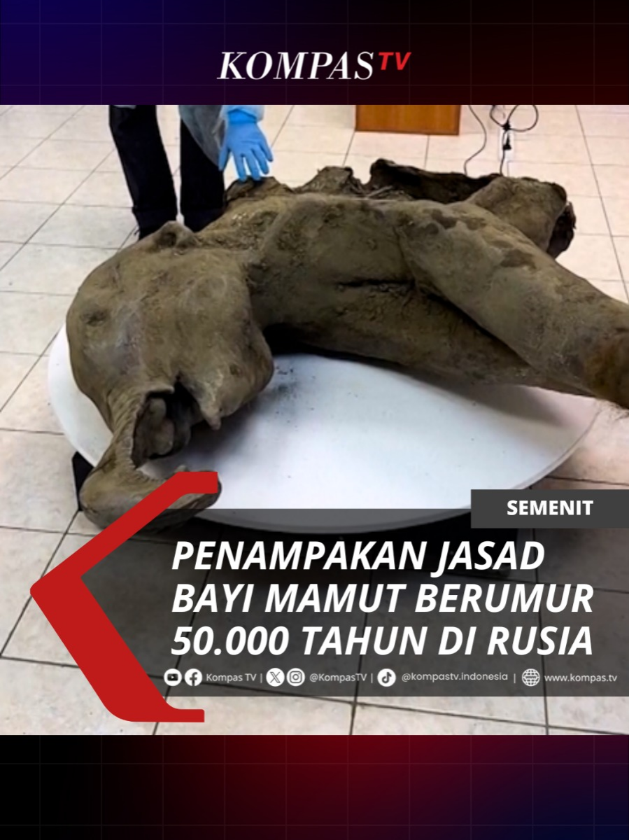 Para ilmuwan di kawasan Siberia, Rusia memamerkan jasad bayi mamut atau mammoth yang diperkirakan telah berumur 50.000 tahun. Mereka menyebut bayi mammoth ini adalah jasad mammoth dengan kondisi paling baik yang ditemukan di dunia. Simak berita lainnya di www.kompas.tv! #SemenitKompasTV #TikTokBerita