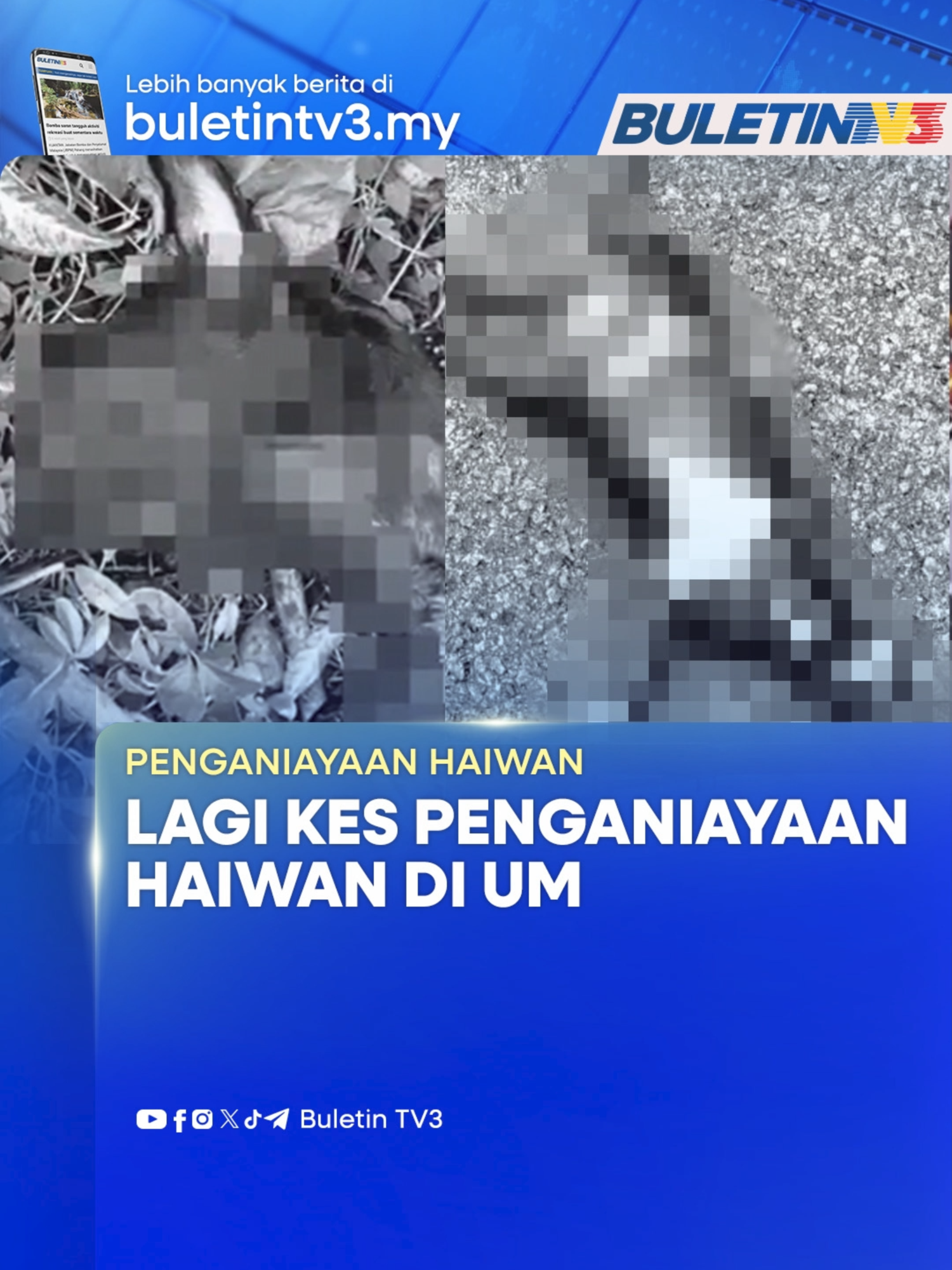 Polis Sahkan Terima Satu Lagi Kes Baharu#beritaditiktok #buletintv3 #UM #kucing #anjing