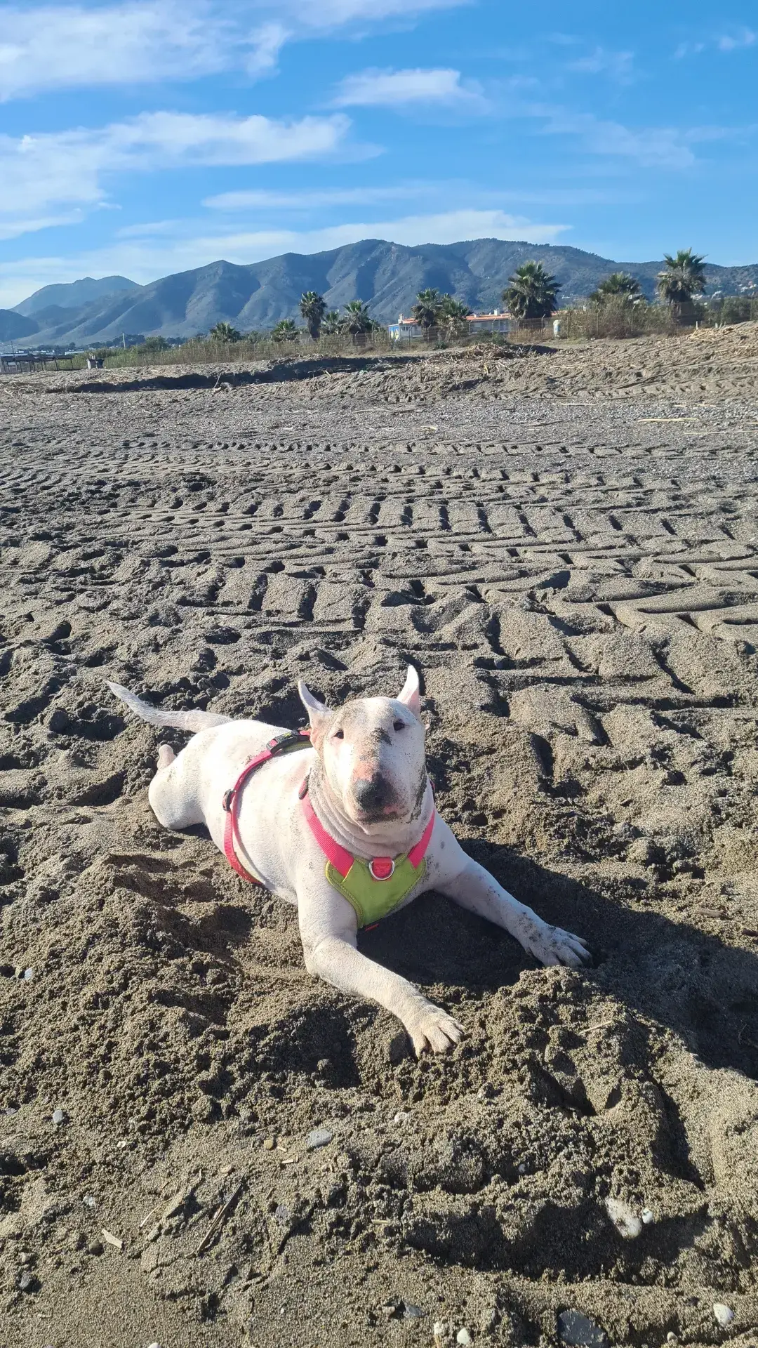 uhh uhh!! 👅🦴 #bullterrier #GreatPhotography 🥰🤍 ##love #fashion #beautiful #like4like #followme #happy #photography