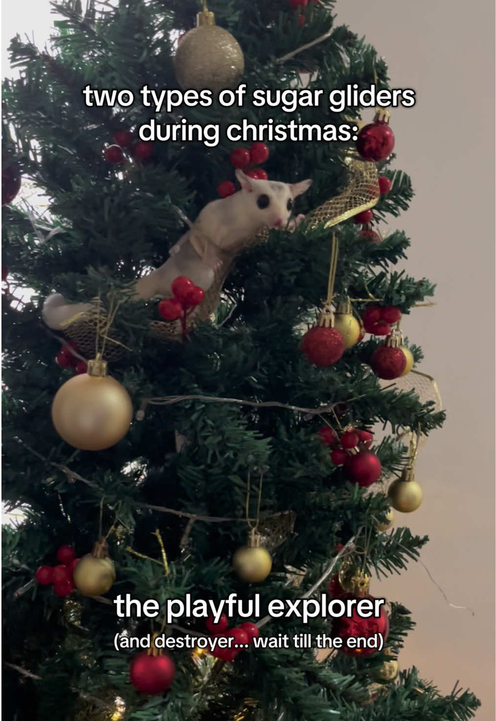 Saving Nimbus from his mischief... on their first christmas😼🎄 #fyppppppppppppppppppppppp #sugarglider #sugarglidersoftiktok #christmastree #fypシviral 