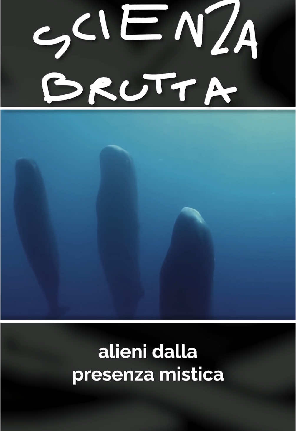 State camminando sulle acque e vi trovate davanti a questa scena. Che fate? #capodogli #scienzabrutta #losapevi #losapeviche #scienza #animalimarini #animalistrani #barbascura 