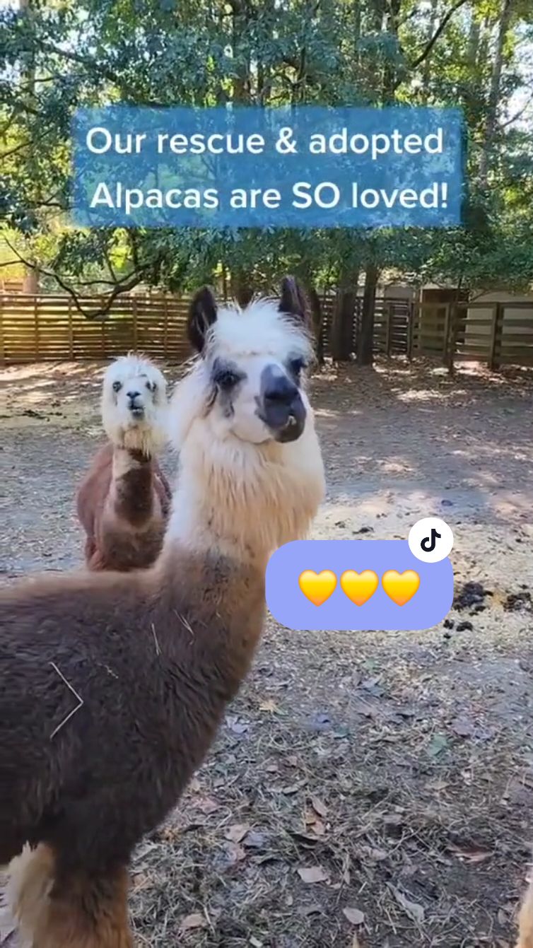 When our first rescue Alpacas arrived, I had absolutely no idea how much I would love them.  Even more surprising was I had no idea how much YOU and our other guests and followers would love them!  All that to say, these beautiful gentle creatures are so loved and I'm so glad you're here for it! 💛🦙   #YourAlpacaCottage #AlpacaSanctuary #BookNow #AlpacasAirbnbsActivism ⁣⁠#AirbnbAmbassador #localadventures #Airbnbfinds #staycation #Alpacalove #lgbtqfriendly #inclusive #antiracist #transfriendly #allarewelcome #Airbnb #Superhost #Alpaca #Llama #Airbnbatlanta #Urbanfarm #atlbucketlist #Atlanta #LGBTQowned #southeastllamarescue #farmstay #UrbanGetaway