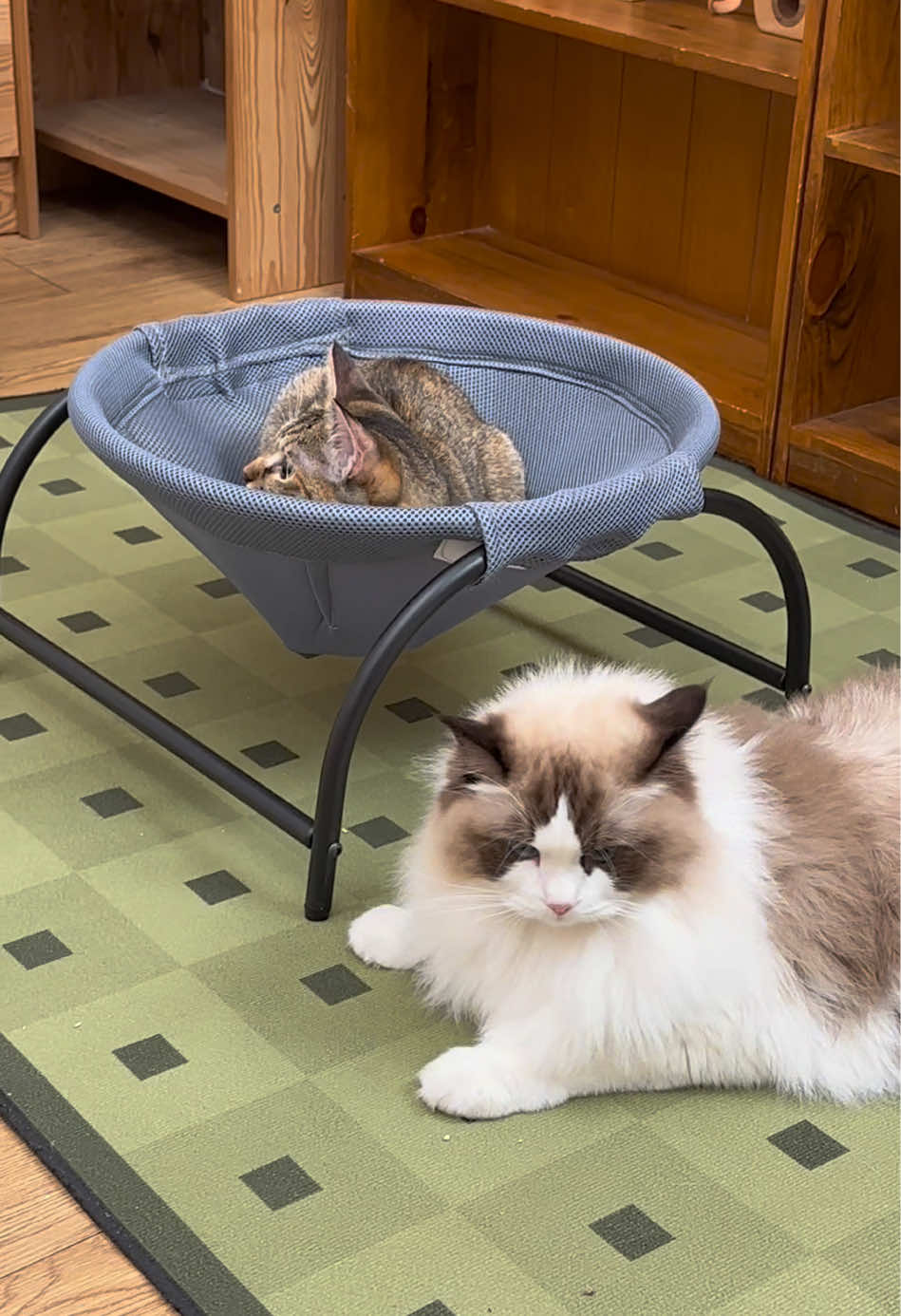 Two models #catfurniture #petsupplies #catbed #cutecat #viralvideo  #catsoftiktok 