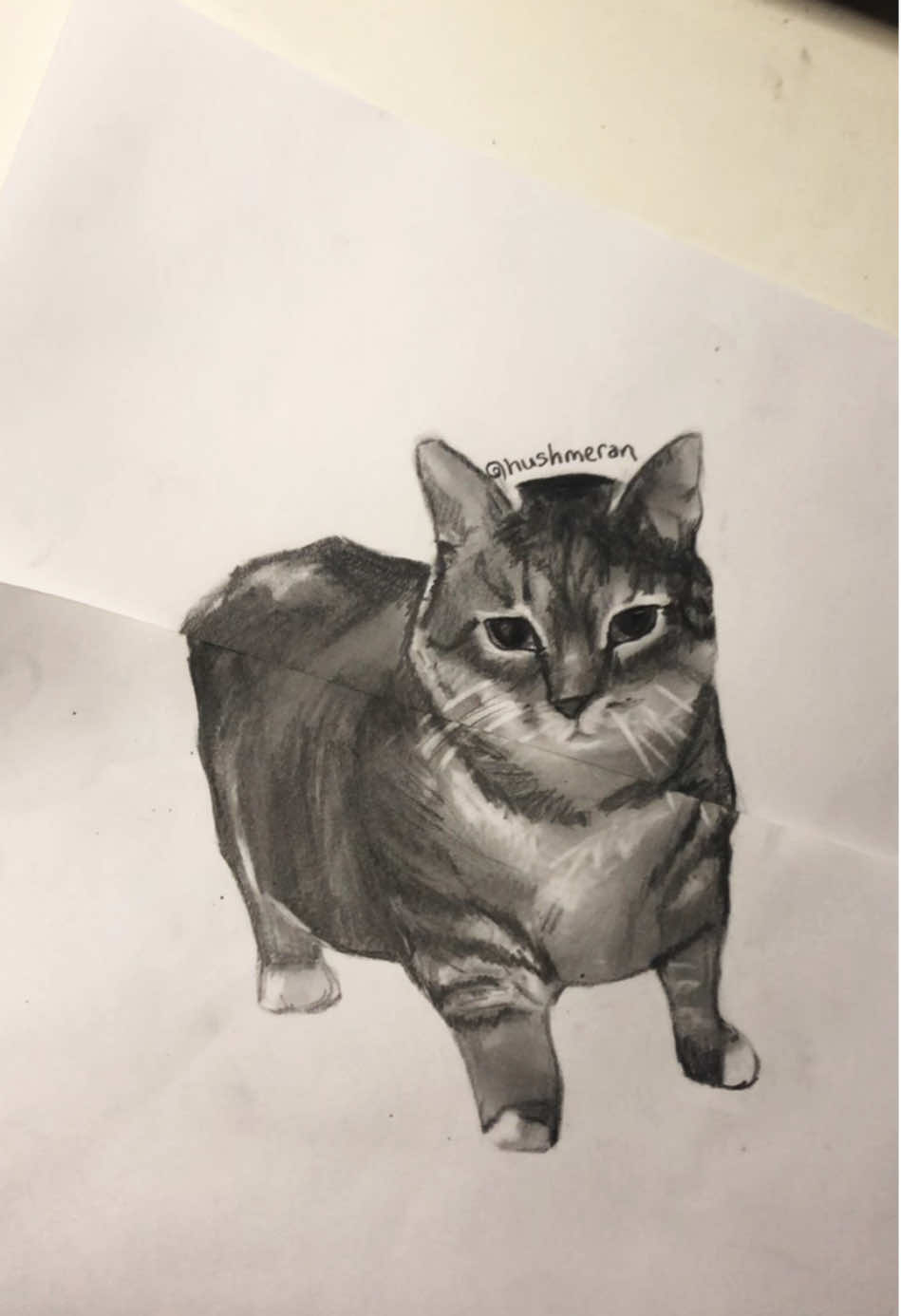 🫦🥸 #oiiaiiooiiai #cat #pencilart #howtodraw 