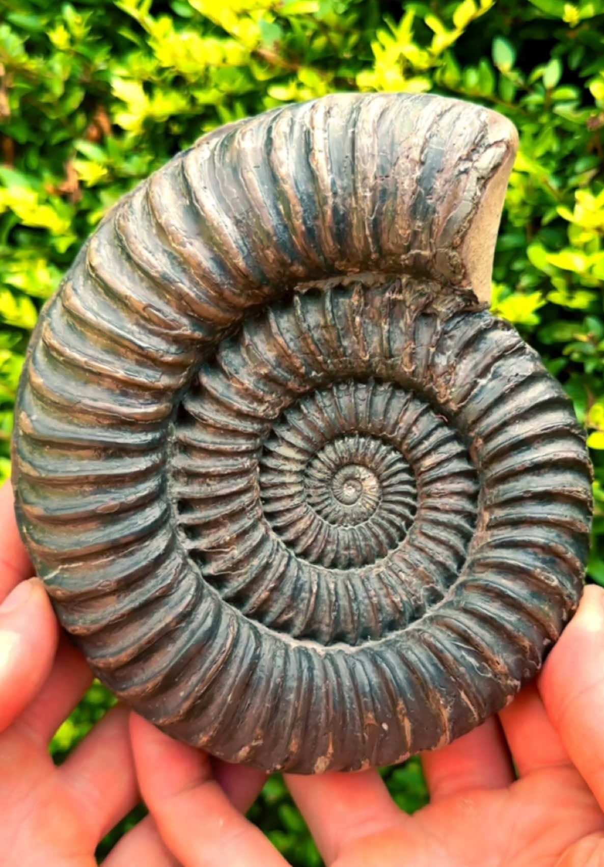 We found a large round rock and excavated it! 🏝️ Inside this Jurassic rock, something beautiful was hiding! 🪨 The quality of the specimen was absolutely surreal 😍 The ammonite bearing stone that we found amongst the boulders and opened up with our trusty hammer contained a stunning ammonite from the Jurassic 😍🦑 This ammonite is around 185 Million Years Old 💀🏝 Thanks for supporting our page! 🐊 #natural #nature #fossil #fossils #ancient #animals #art #ammonite #ammonites #dinosaur #scientist  #minerals #paleontology #whitby #geologist #dorset #geology #charmouth #jurassic #yorkshire #fyp