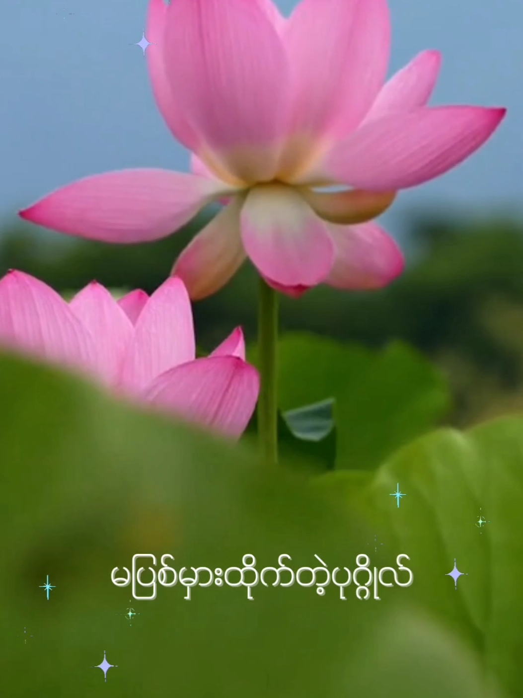 မပြစ်မှားထိုက်တဲ့ပုဂ္ဂိုလ် #dhammasparknotes 