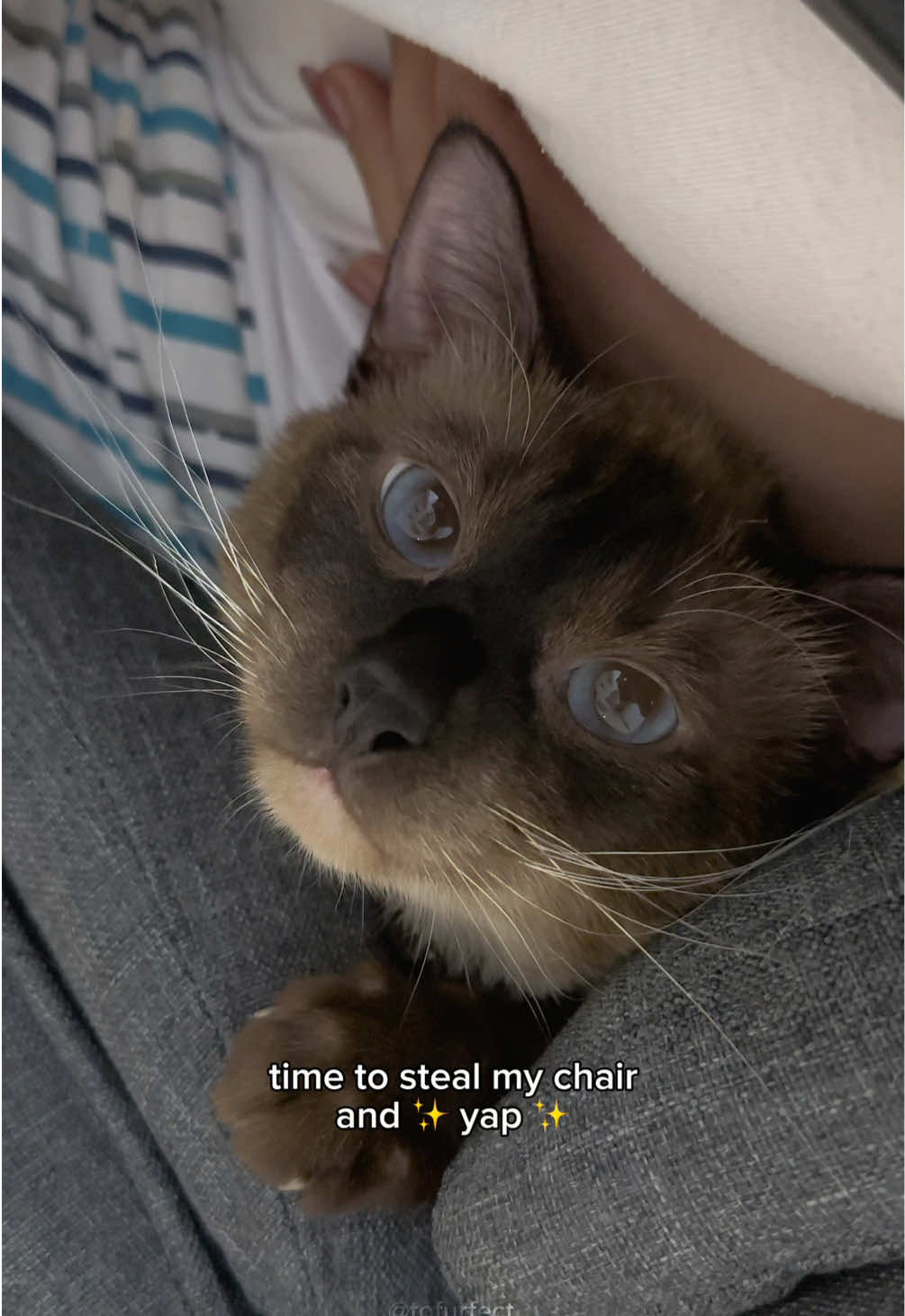 born to be a yapper 😼 #catsoftiktok #yapping #cats #cattalking #siamese #funnycat 
