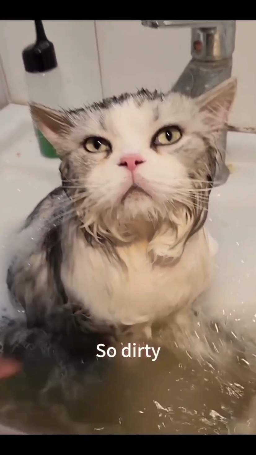 Cats can never take a normal bath 🤣🤣 #cat #catsoftiktok #funnycat #fyp #cutecat 