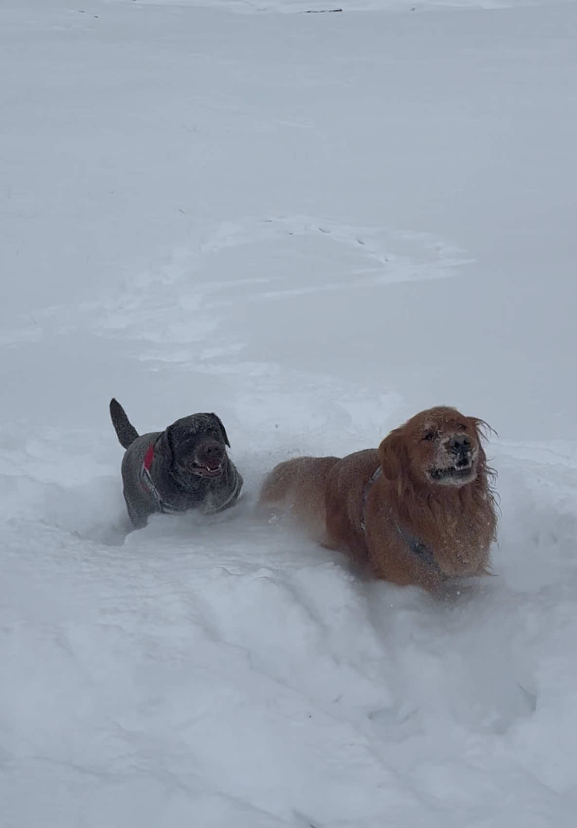 Incontri tra i monti 🐾❄️🏔️  @Santi_thechocolab #goldenretriever #americangoldenretriever #canicheparlano #videoanimali #cani #videocani #goldenretrieverlife #caniditiktok #labradorretriever #labrador #dolomiti #chocolatelabrador 