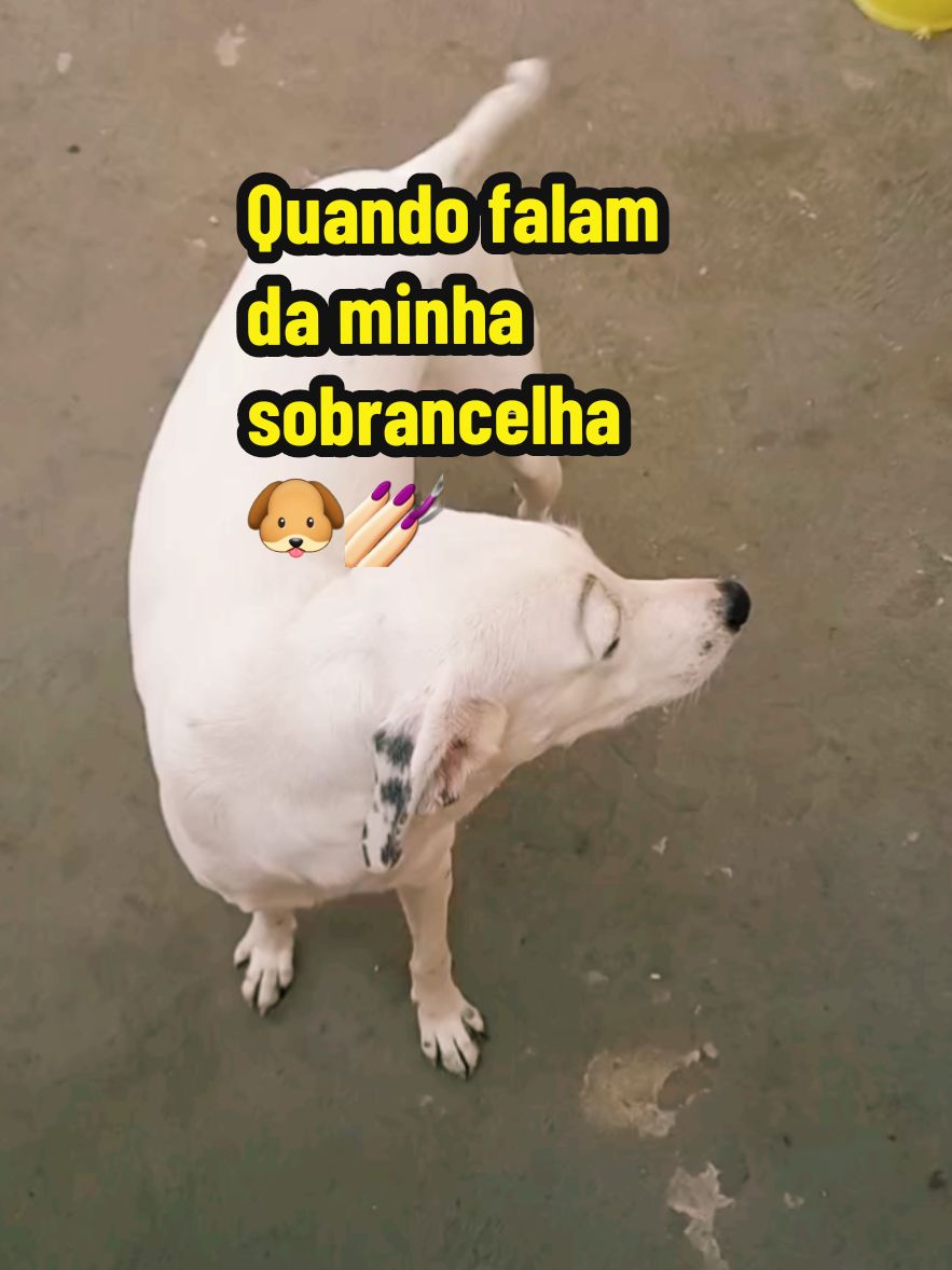 #dogsoftiktok #ygona #memestiktok #viral_video #sobrancelhas 