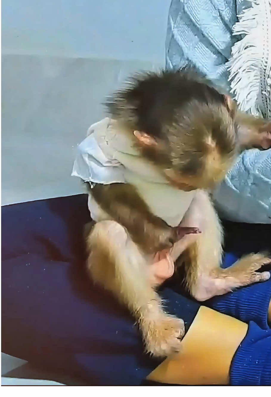 The funny baby monkey #monkey #monkeys #monkeysoftiktok #monkeydluffy #monkeybaby #animal #pet #paris #monkeytiktok #monkeyface #cutemonkey #wildlife #fyp #wildanimals #animals #nature 