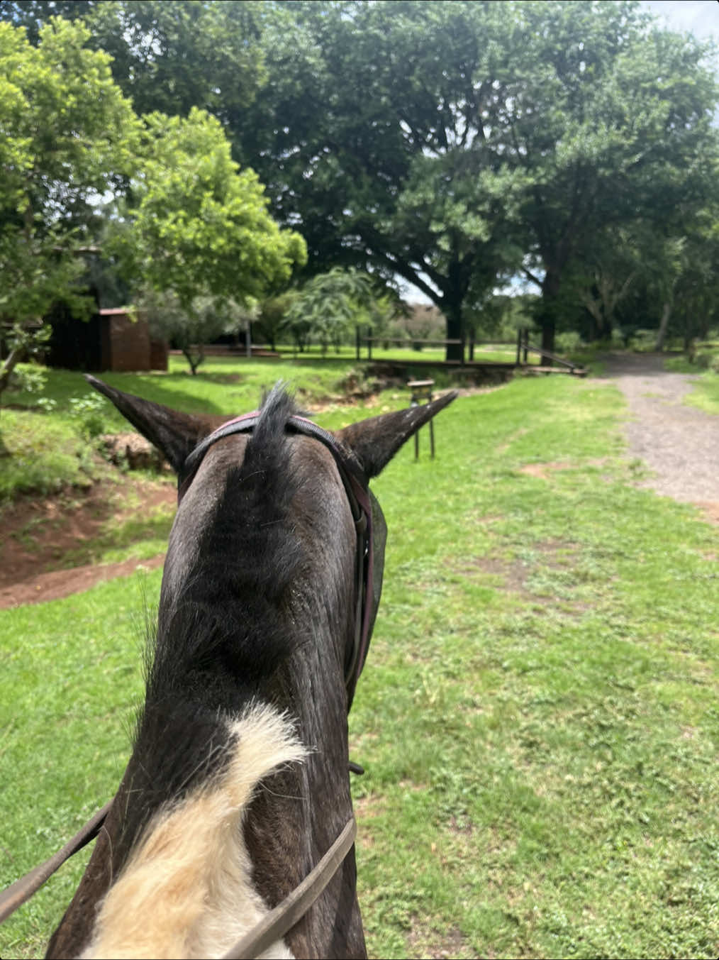 Groenkloof Nature Reserve. Entrance is R58 for adults, R37 for those less than 17 y/o. The horse riding activity was R136.50, it lasted for an hour.  You can bring along your food for a picnic and braai.  #pretoria #fun #vlogs #december #groenkloofnaturereserve #horseriding #picnic #braai 