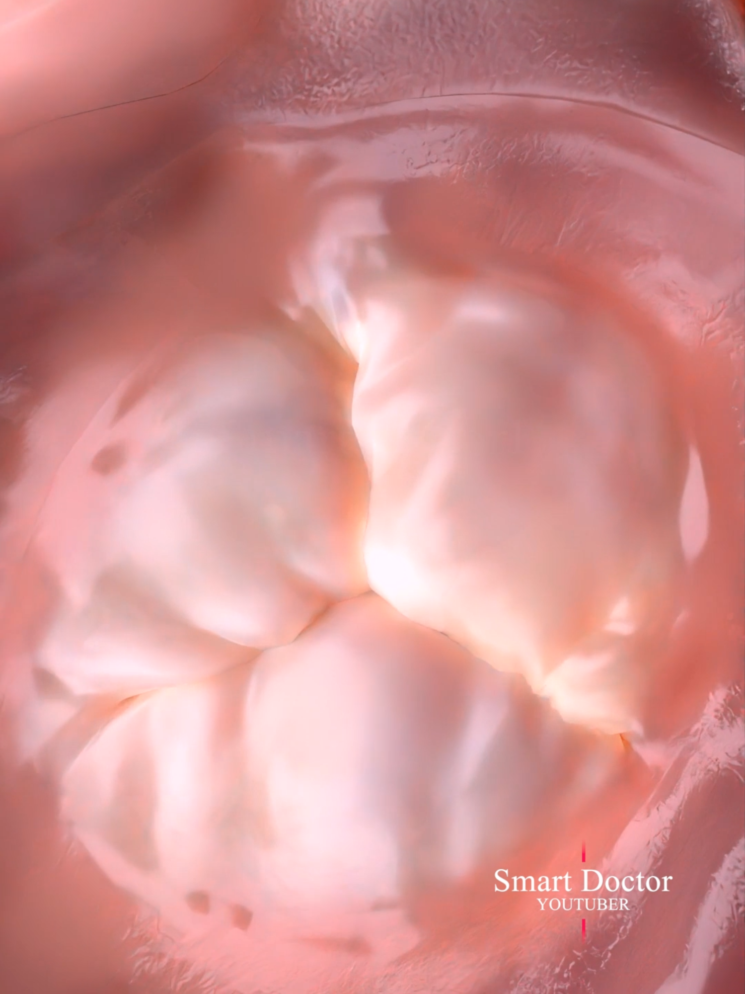 🩺Trip inside the tricuspid valve🫀 . . . #aorticvalve #mitralvalvereplacement #tricuspidvalve #pulmonaryhypertension #heartanatomy #3danimation #cardiology #anatomy  #heart #cardio #pregnancy#gravidez#medicina#3danimation#femalemodel#baby#babylove#anatomy#doctor#heartanatomy#cardiology