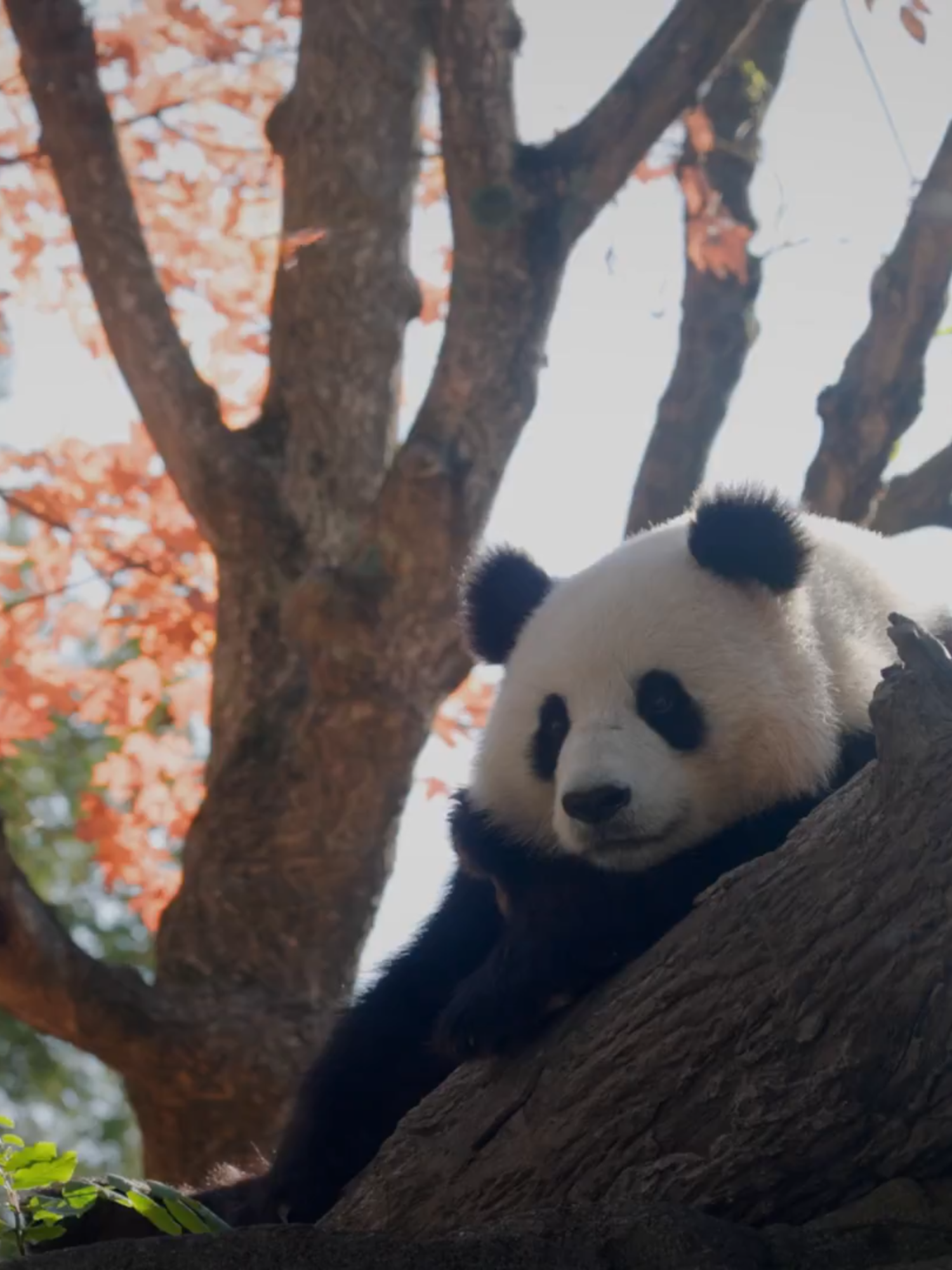 Have yourself a merry little moment with giant pandas Bao Li and Qing Bao. Credit: National Zoo #panda