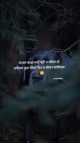 पाउमा काडा पर्यो यही त जीवन हो  शरीरमा फुल परेको दिन त जीवन साकिन्छ।#rukum_muser #viralvi #flypシ #punjadeep #ktmmuser @पुञ्ज गौतम प्रन्जल @🤞🇳🇵nischal🇺🇲 @birubc491 @Siddhartha 💗 @keshav sundar sharma 
