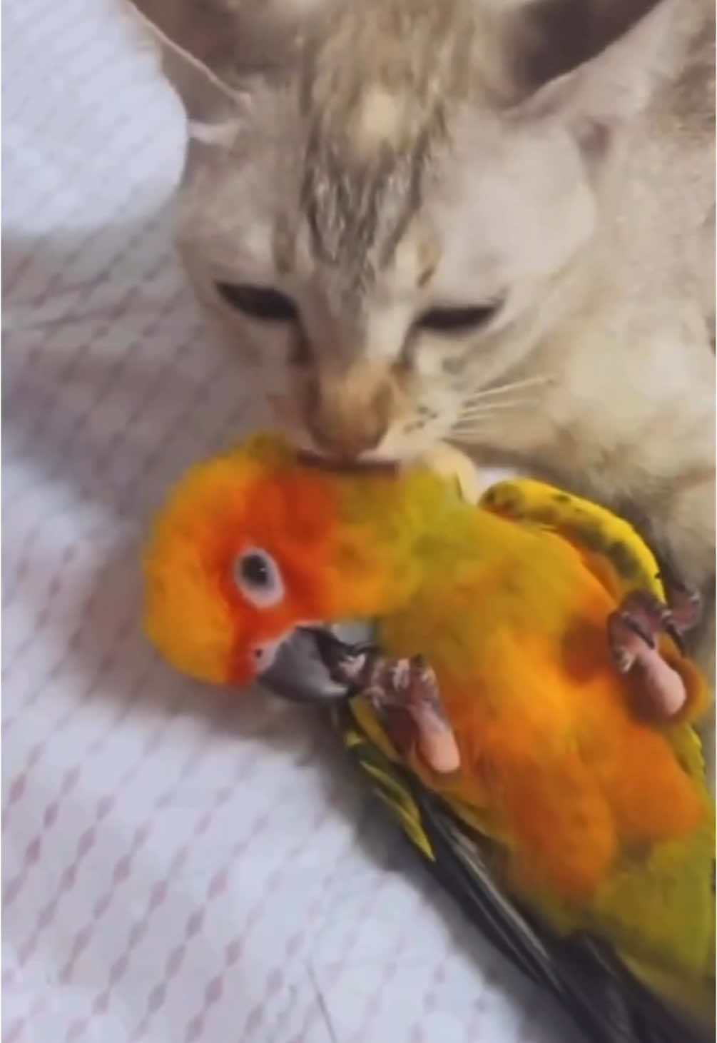 Best friends. #besties #bff #catsoftiktok #birdsoftiktok #animallove #lol #animals #funnypets #pet #nature #cute #funnyanimals #adorable #pets #animal #cutepetclub #fyp #PetsOfTikTok #adorableanimals #familyfriendly #socute #animalvideosforkids #kidfriendly #foryoupage #cuteanimals #cutepet #funnymemes #animalmemes #amusinganimals #trending #viral #kidfriendlycontent #animaltok 