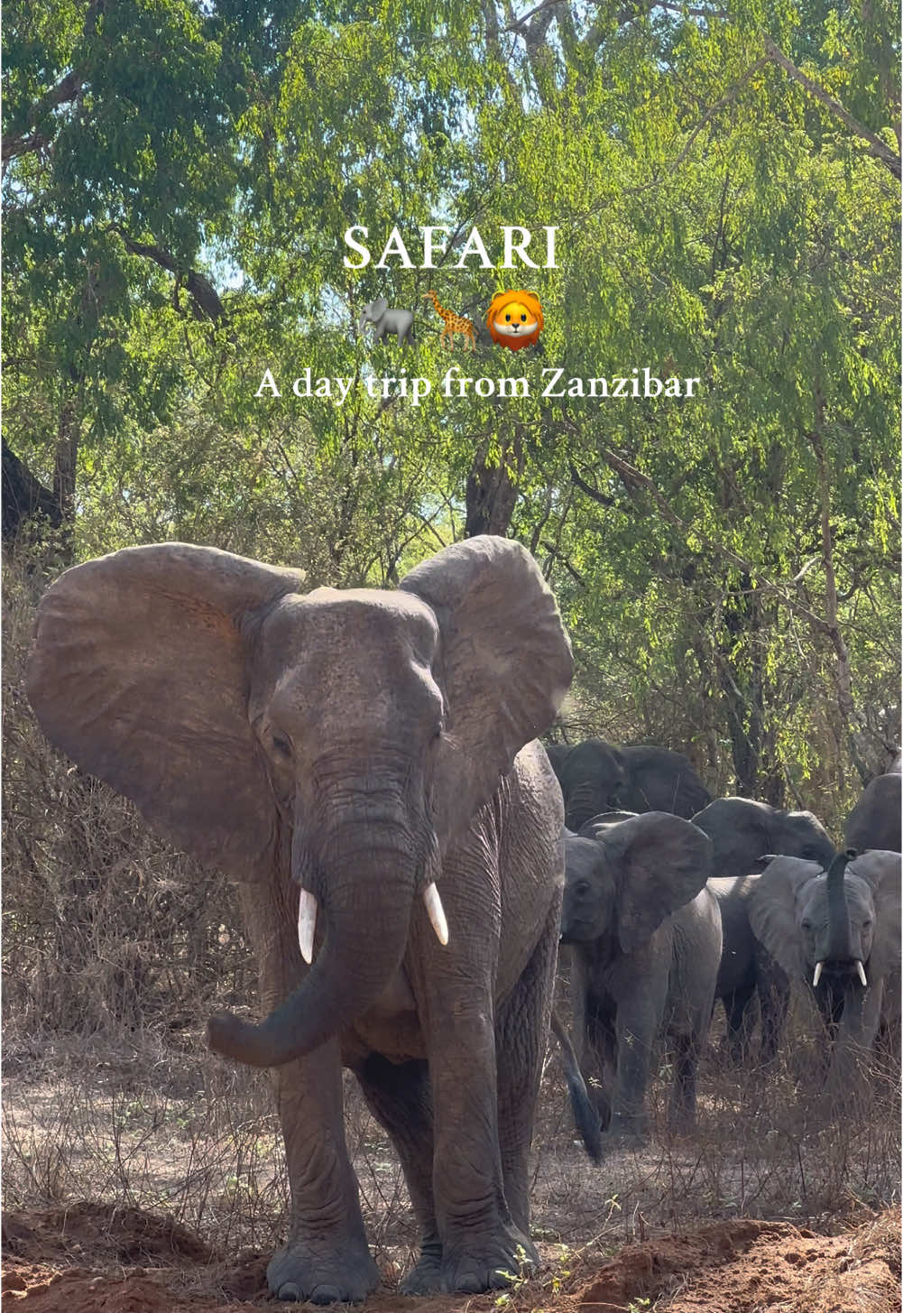 Safari in Tanzania🐘🦒 #seloussafari #safari #zanzibar #tanzania #fyp #somalitiktok 