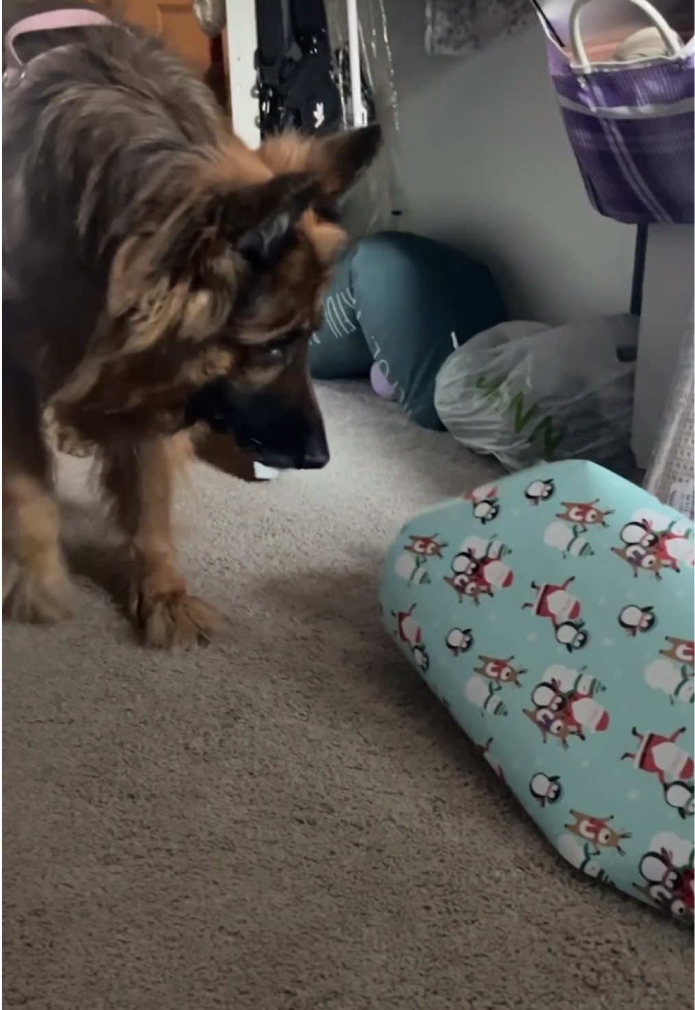 it’s a love hate relationship  #fyp #catsoftiktok #orangecatbehavior #dogsoftiktok #christmas #funnycatvideo #germanshepherd 