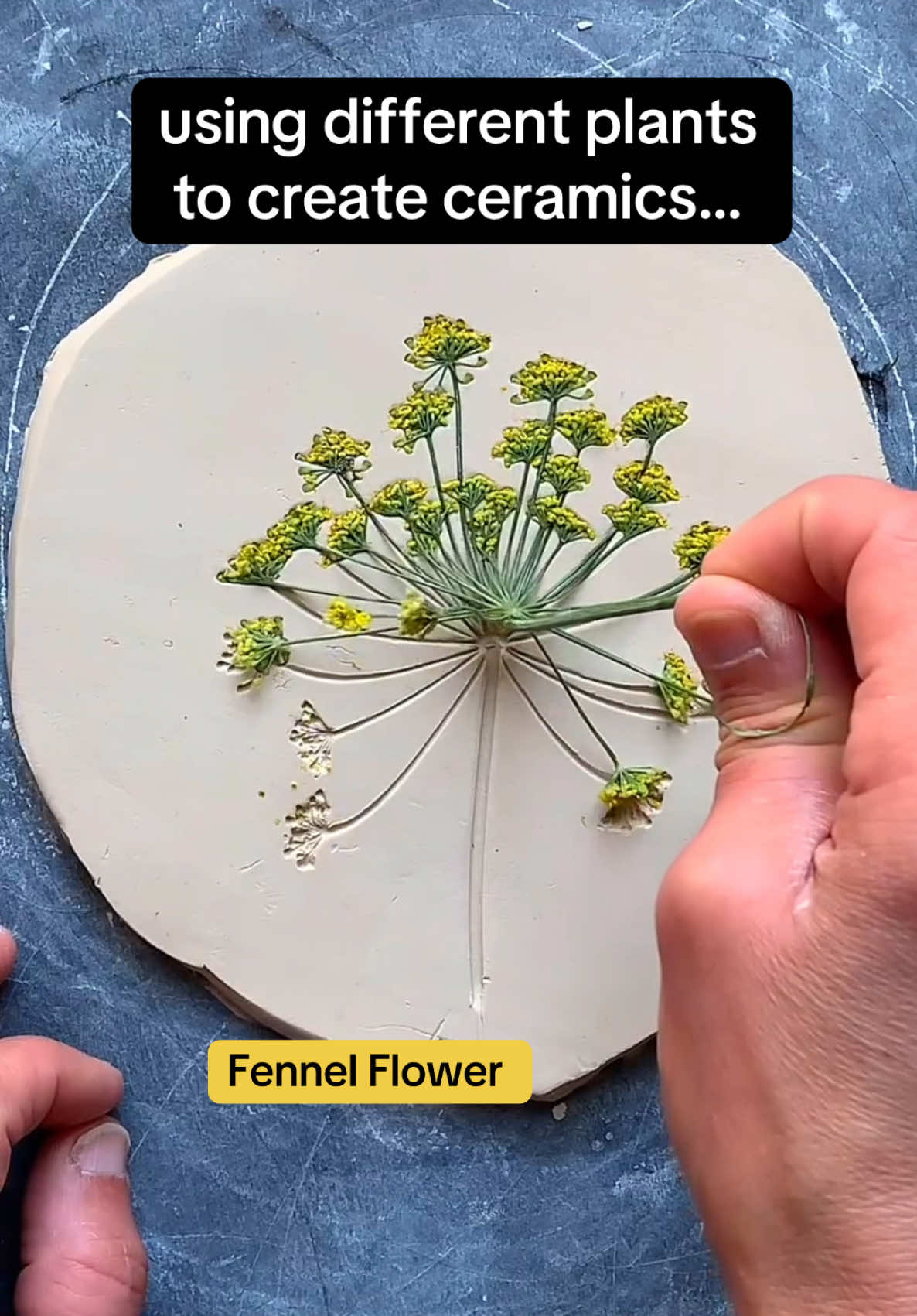 art by Deana Coveney (@vuvuceramics) #creative #plants #nature #ceramics #artist #painting #viral_video #design 