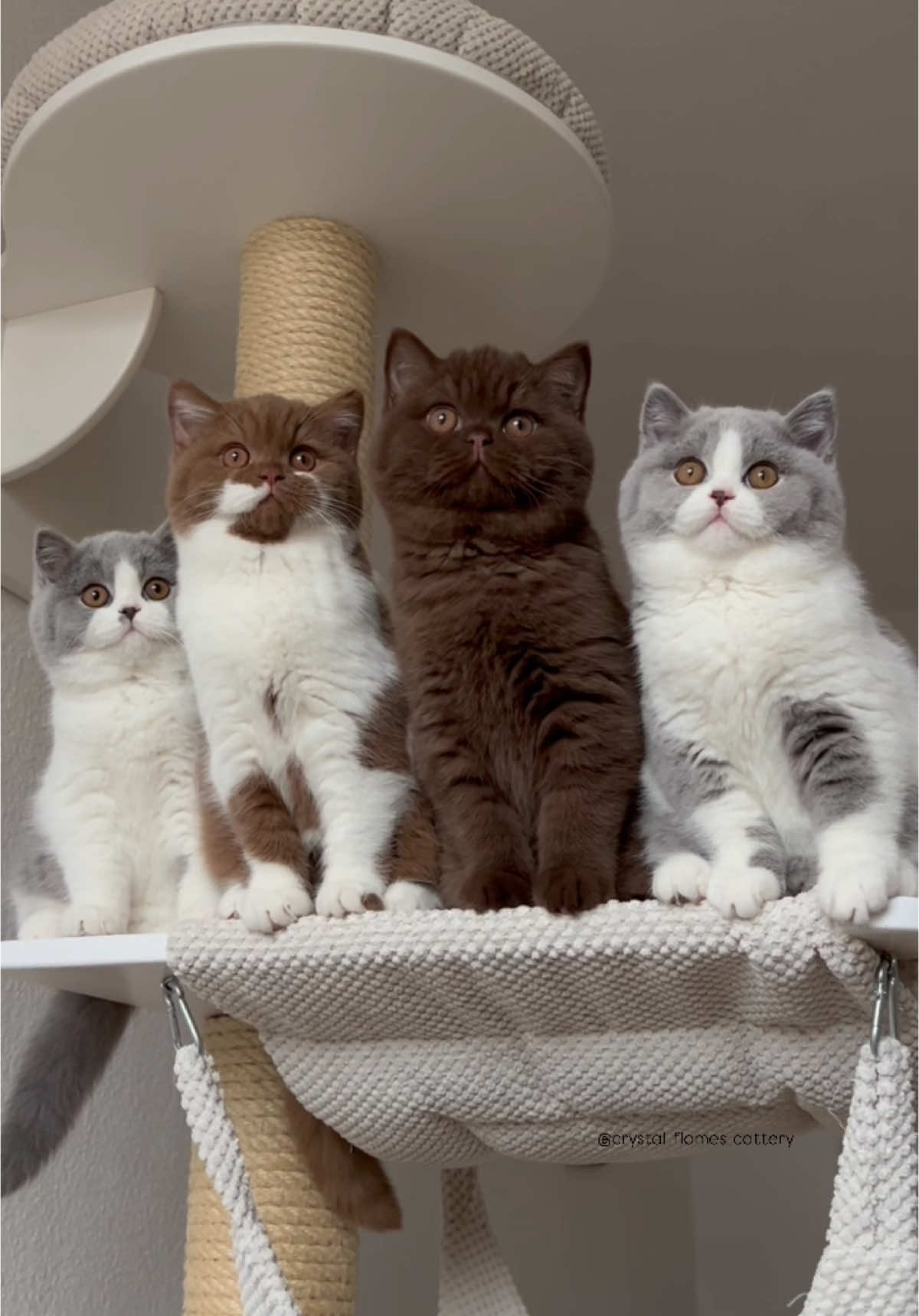 1, 2, 3, or 4? 🫢😍 #fyp #fypcats #kittens #britishshorthair #bshkitten #catsoftiktok #meow 