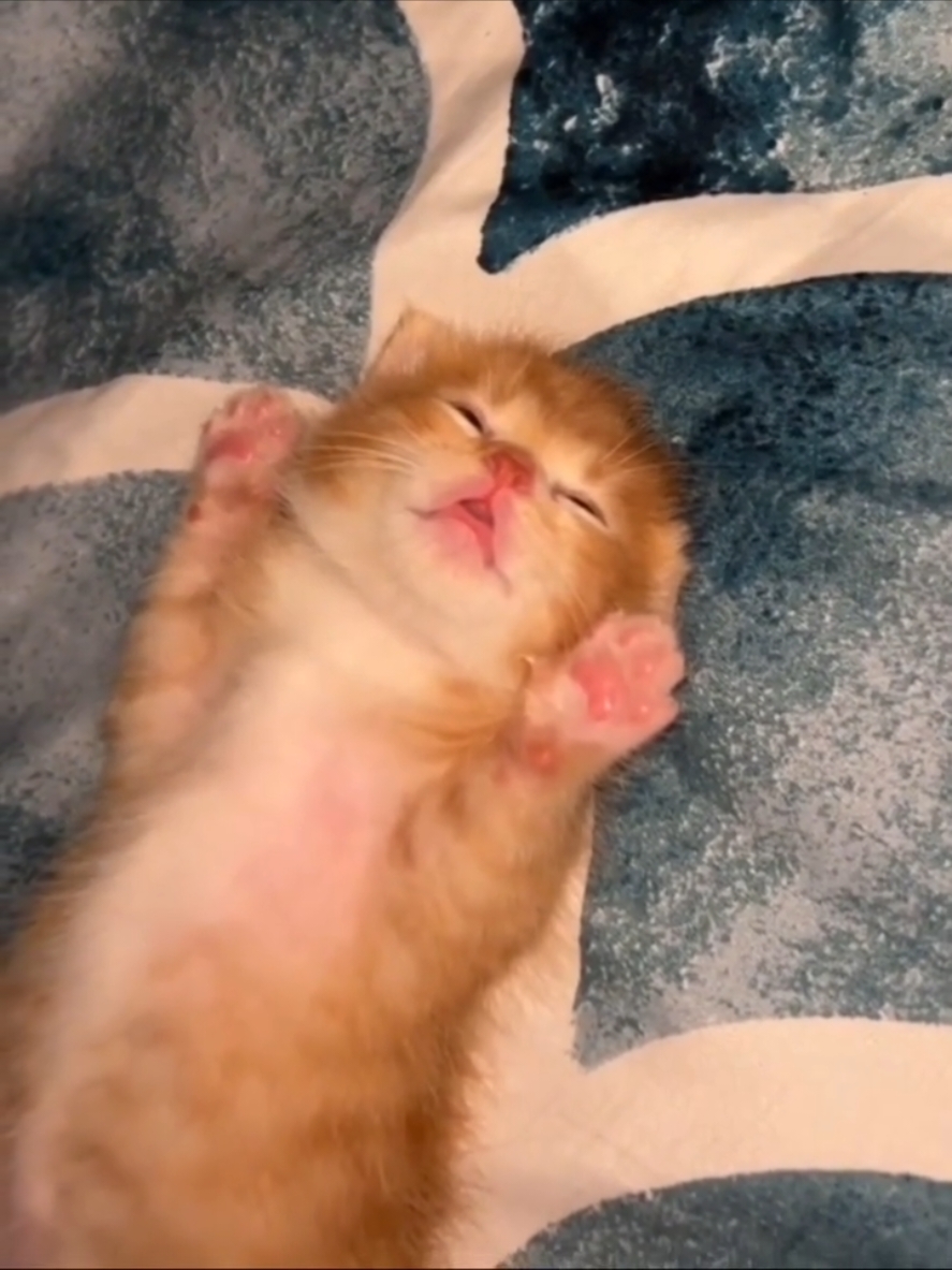 let me sleep, • follow me for more cute kitten cat #catsoftiktok #fyp #cats #tiktokviral #viral_video 