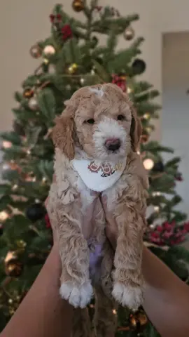 Our Sweet Tooth squad is bringing joy and Christmas cheer whenever they go! Some of these sweet confections are still searching for the perfect family to love. Could it be yours? 🤩 📩 Send us a message to learn more and make this holiday season extra sweet! • • • • #sheepadoodle #sheepadoodlesofinstagram #sheepadoodlepuppy #sheepadoodles #minisheepadoodle #sheepadoodlelove #sheepadoodlesofinsta #sheepadoodlesdaily #minisheepadoodlesofinstagram #sheepadoodlepuppies #sheepadoodleofinstagram #sheepadoodlesrule #californiasheepadoodles #sheepadoodlebear #minisheepadoodlepuppy #sheepadoodlesofcalifornia #minisheepadoodles #sheepadoodlesofig #ilovemysheepadoodle #sheepadoodledaily #microsheepadoodle #sheepadoodlesbydesign #sheepadoodlebreeder #sheepadoodlelover #sheepadoodlelovers #sheepadoodlelife #holysheepadoodle #sheepadoodleofinsta #sheepadoodlemayhem #sheepadoodlepaddingtonbear