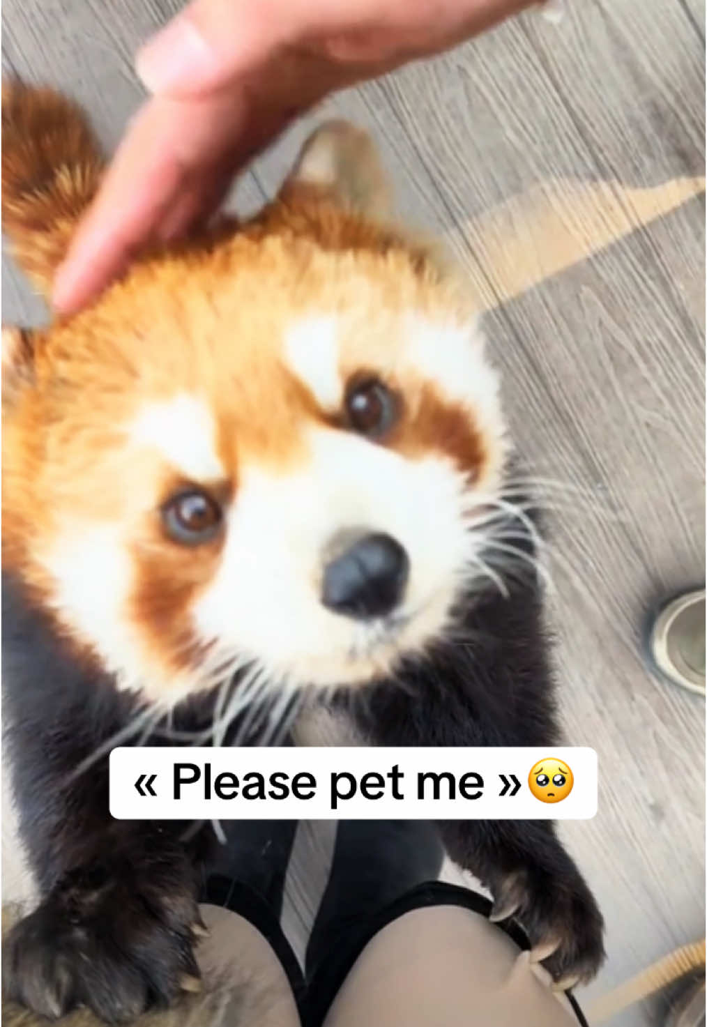 The most adorable moments of pandas and baby pandas together! 🐾❤️ #redpanda #babypanda #compilation #animalsoftiktok 