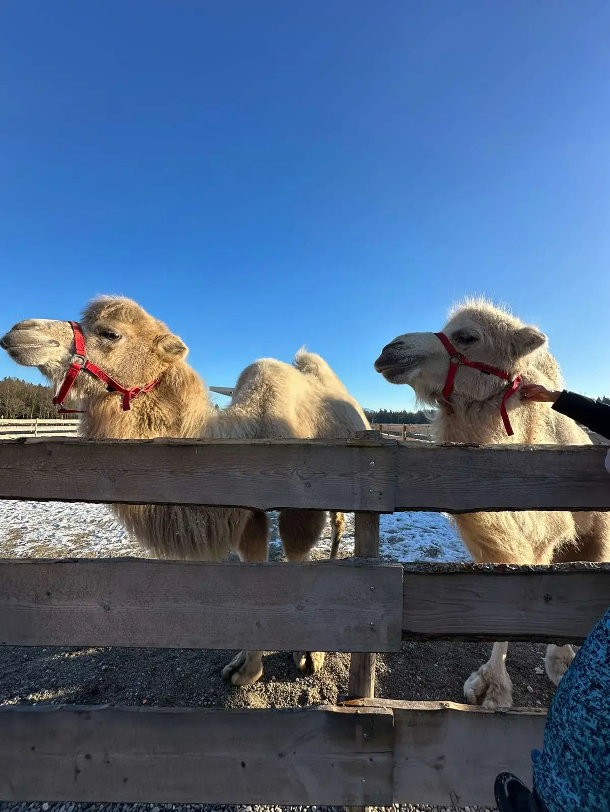 ##bauernhof##tiere##donnerstag##winte##christmas##sonne##sun##happylife##gutaiderbichliffeldorf##iffeldorf##fyyyyyyyyyyyyyyyy##fyp##keşfet##kesfet@@Gut Aiderbichl Official