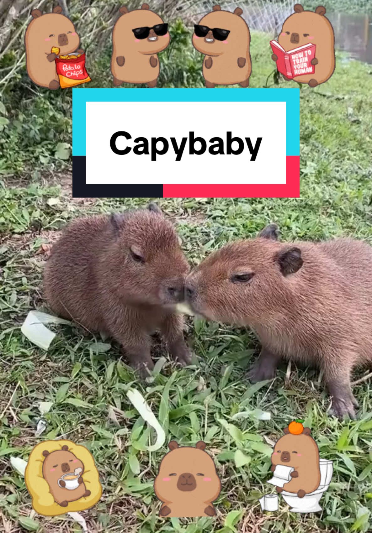 Capybabies 🥰#capybara #capybaratiktok #capy #wildlife #fyp #animallover #pet #PetsOfTikTok #animals #funny #fun #humor #petlover #foryou #zoo #chill #capyfun #baby #babiesoftiktok 