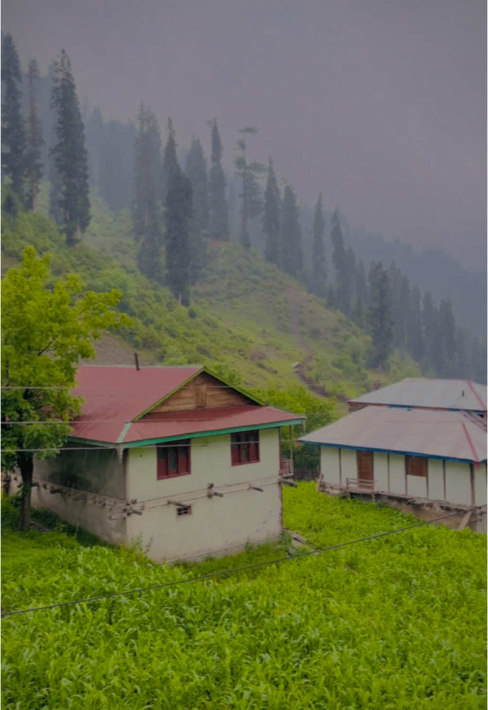 آج اُترا ہے میرے گاؤں  میں کمال کا مَوسم   کون کون انا چاہتا ہے یہاں بتاؤ ذرا  Mondakully meadows Leepa Valley #naturalbeauty #beauty_of_leepa_valley #leepavalley #kashmir #hiddenbeach #travel_with_wasi #traveller #kashmirigroup #naturelover #explorer #turestguid #wasikhan0043 @Anees Adventure’s✅ @Iram 🇵🇰 @RajA WaSeeM @ranaazhar076 @👑 Itx.𝐂𝐡𝐮𝐳𝐢𝐢 💎 @Khăň Řåäj👑 @Itx Mahi(واجد گجر) @Adeel Mir  @MaAn  @وصی خان 