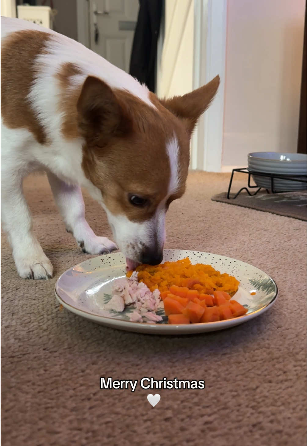 Here’s what Dexter got up to on Christmas Day 🐶🎄✨  We hope you all had a wonderful time and thank you to all 38k of you being here 🥹🤍 #jackrussell #jackrussellmoments #jackrussellterrier #dogsoftiktok #santapaws #christmasday 