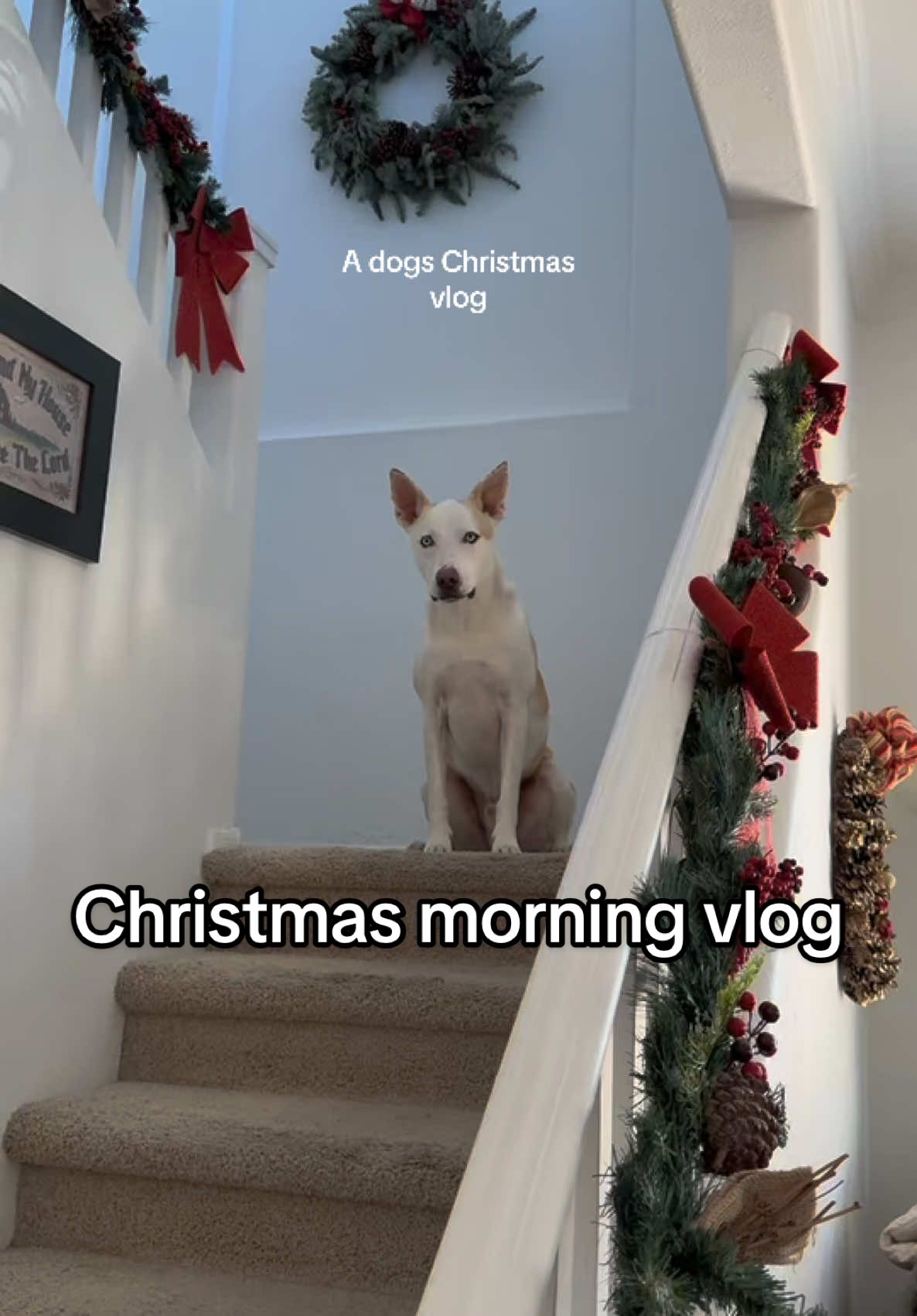 Christmas morning at our house from Yuki’s perspective 🎁🎅🏼🎄#christmas #homefortheholidays #dogsoftiktok #pets #dog #puppy #Vlog #christmasmorning #whatigotforchristmas #christmashaul 