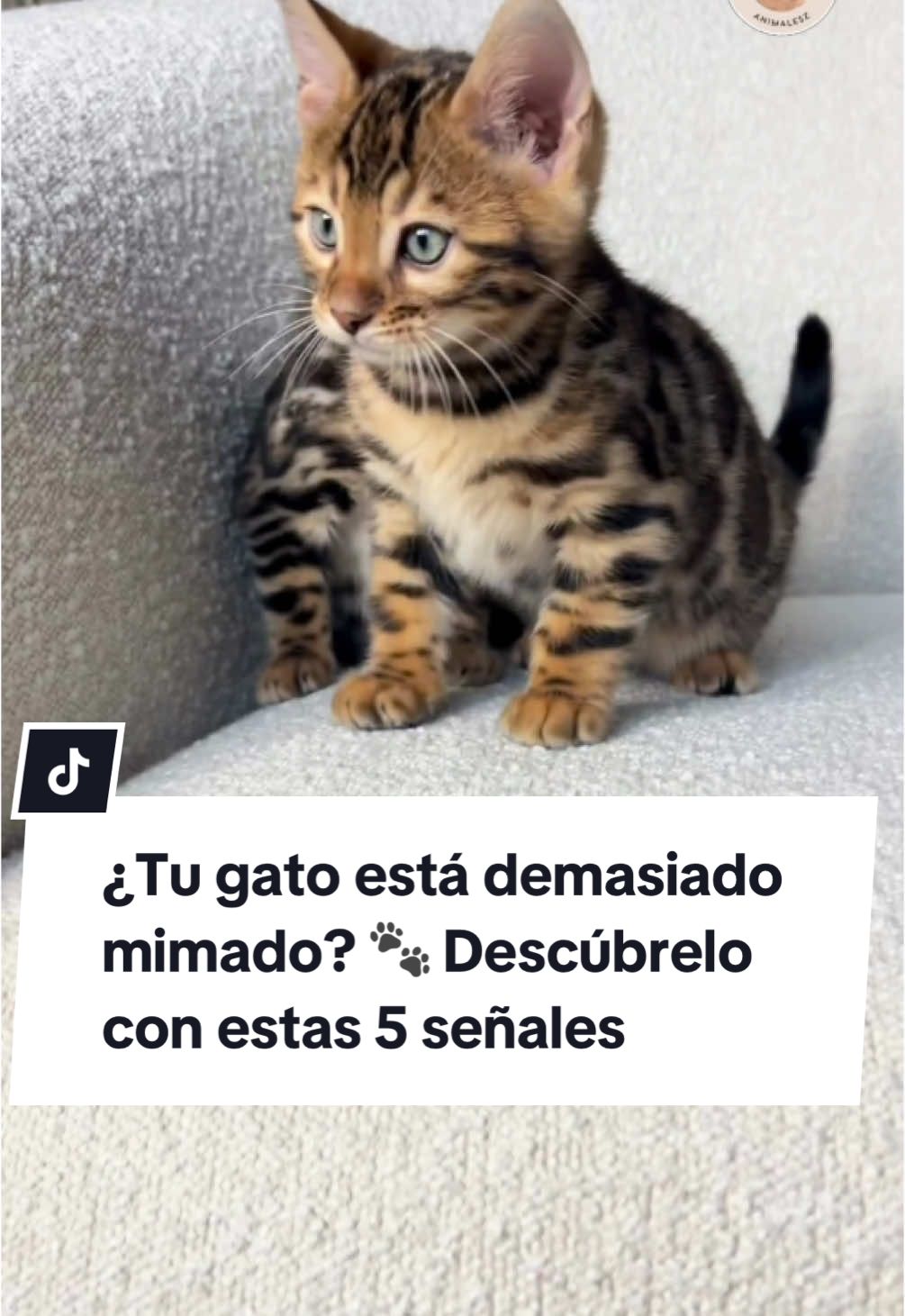 ¿Sabías que hay señales que muestran si tu gato es un rey o reina de la casa? 👑 Desde maullar sin parar hasta ser súper quisquilloso con la comida, estos comportamientos podrían ser una pista. 😼 ¿Cuántas de estas actitudes reconoces en tu gato? ¡Déjamelo saber en los comentarios! 🐱✨ #GatosMimados #AmantesDeLosGatos #VidaDeGatos 