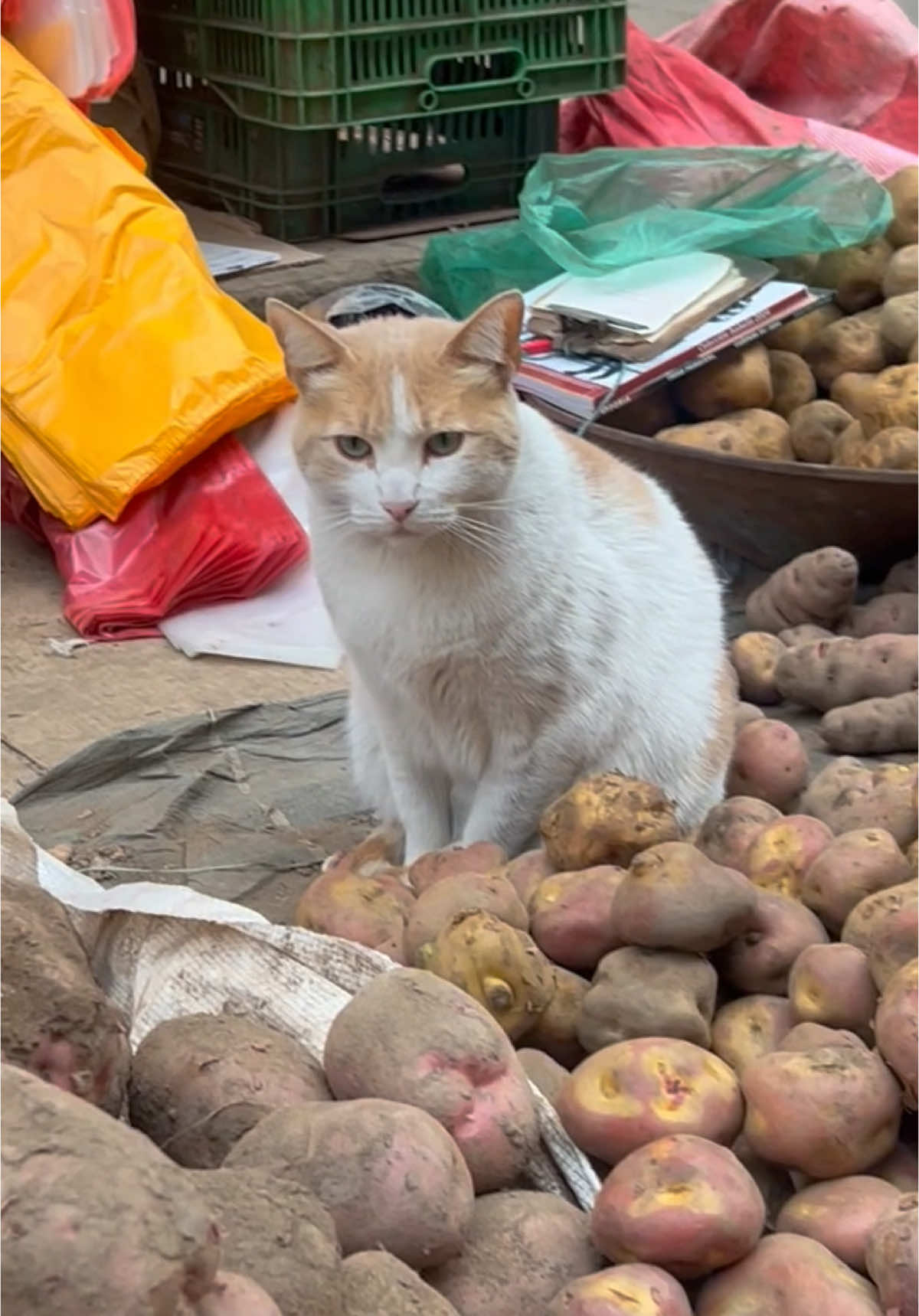 El 😺 ambulante no existe… el 😺… #gato #ambulante #peru🇵🇪 #fyp #virał 