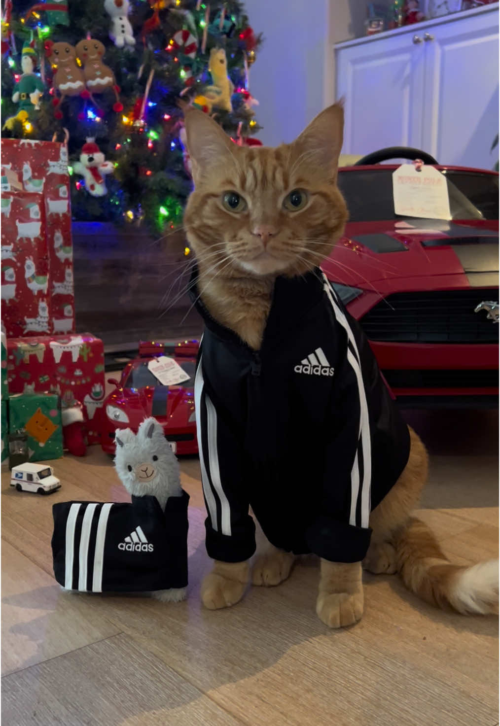 Chilling in my adidas track suit. 😎❤️🐱 #presents #Love #surprise #beautiful #friends #adidas #fun #christmas #me #catsoftiktok #tigerjojo #nodrama #video