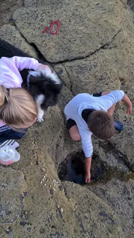 Fish Supper for the FetchKing. #fetchking #feedthedog #fishdinner #dogsoftiktok #dogtok #kidstiktok 