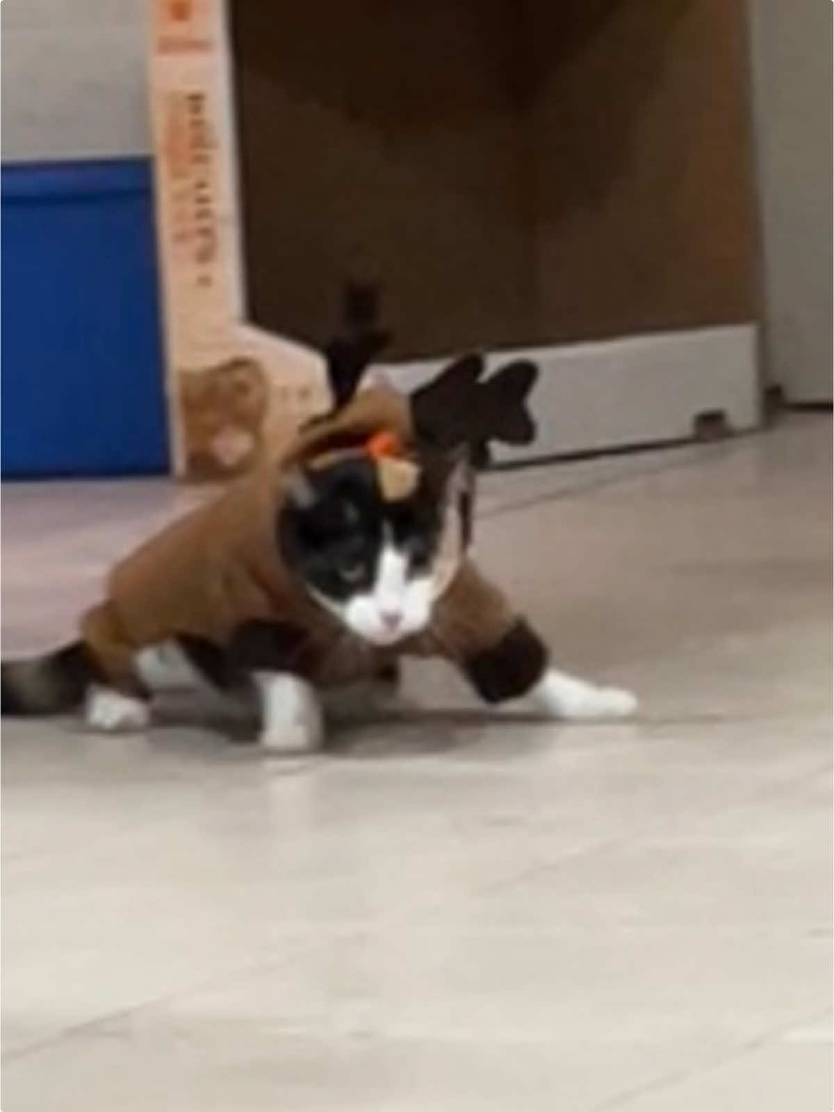 #gatito #gatitoschistosos #gatitostiktok #misionimposible #cutecat 