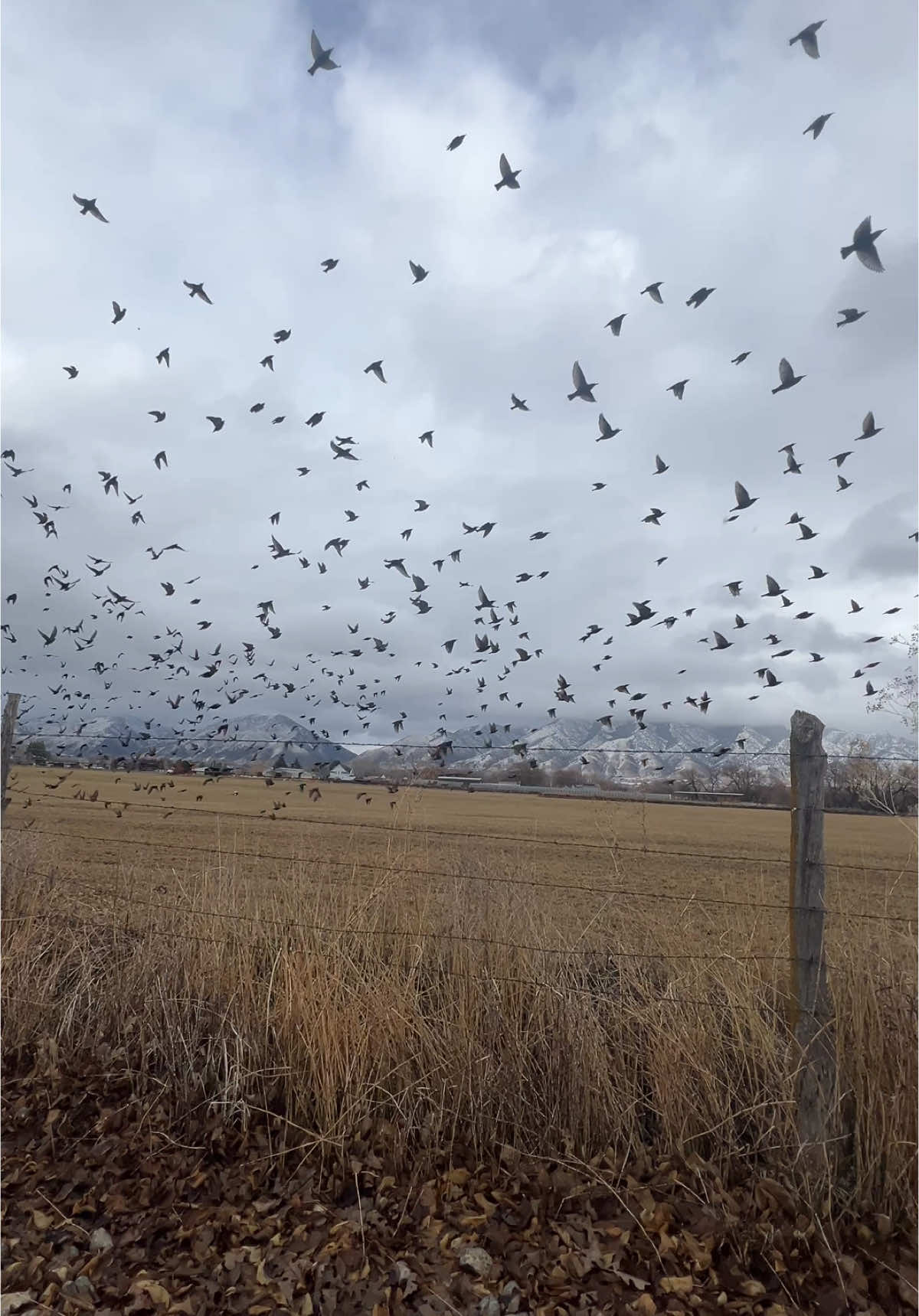 Don’t forget to stop and enjoy the beauty that God has bestowed upon us. So many miracles happen every day that we miss because we’re not paying attention. Just stop for one moment and take a look. Your life will change in an instant 🙏🏻❤️🌿🕊️#miracles #beautyfromgod #naturelover #birdsoftiktok #beaufitul 