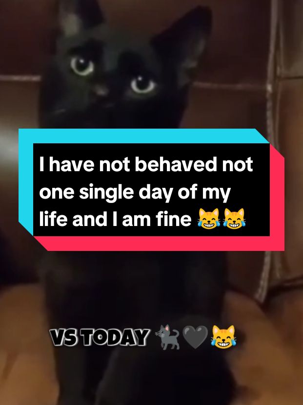 I have not behaved not one single day of my life and I'm fine 😹 #fyp #fypシ #fyppppppppppppppppppppppp #cute #cat #cats #catsoftiktok #cattok #cutecat #catlife #kitten #kitty #kittycat  #catlover #petlover #pet #animals #animalsoftiktok 