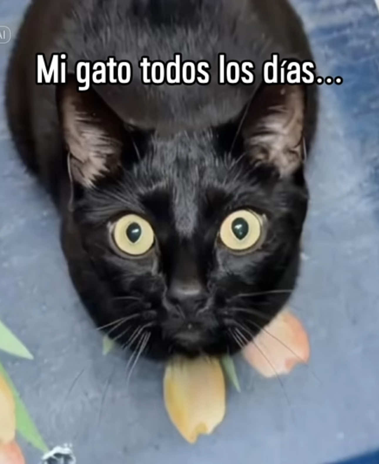 Rasputín 🐈‍⬛ #Meme #MemeCut #memenatal #efectolipsync #cat #catlover #gato #michi #panterita #gatonegro #🥰 #♥️