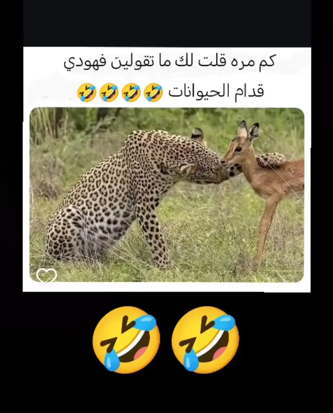 ما تقولين فهودي #بوسعود #ضحك #😂 @huanghoa 